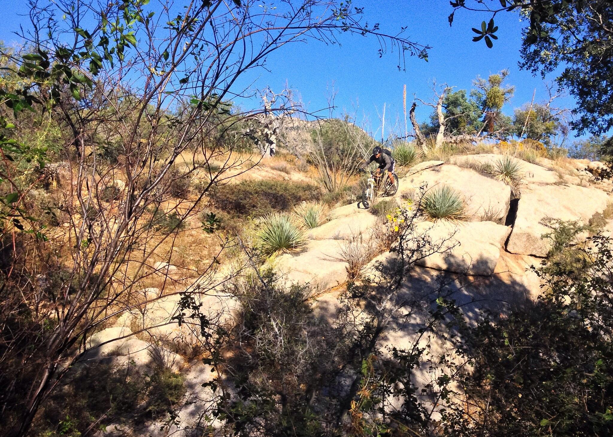 A mountain biker navigating rocky terrain surrounded by sparse vegetation and blue skies. The scene captures the ruggedness of a natural trail with various plants and boulders. 50-year Trail / Golder Ranch mountain bike trail.