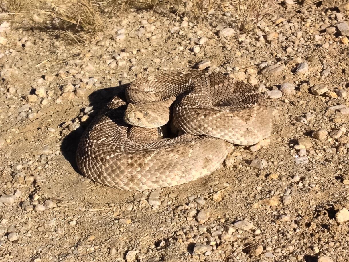 A coiled rattlesnake resting on a gravel surface, with its distinctive patterned scales and a raised head, partially hidden among the rocks and dirt. 50-year Trail / Golder Ranch mountain bike trail.
