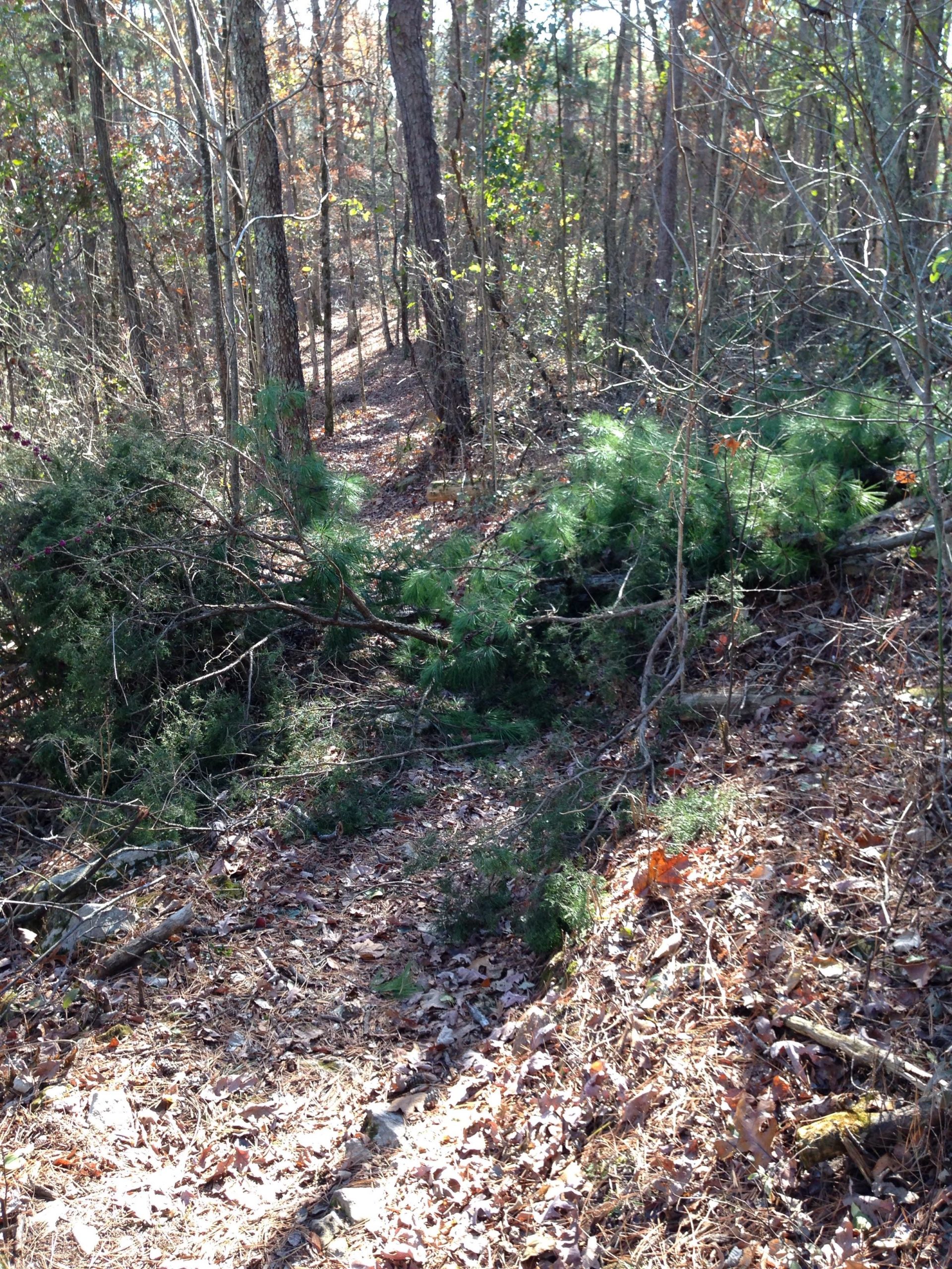 A narrow, wooded trail winding through a forest, partially covered with fallen leaves and small branches. In the foreground, fallen pine branches obstruct the path, while tall trees and shrubs are visible in the background, showcasing the dense, natural landscape. Syllamo Trails mountain bike trail.