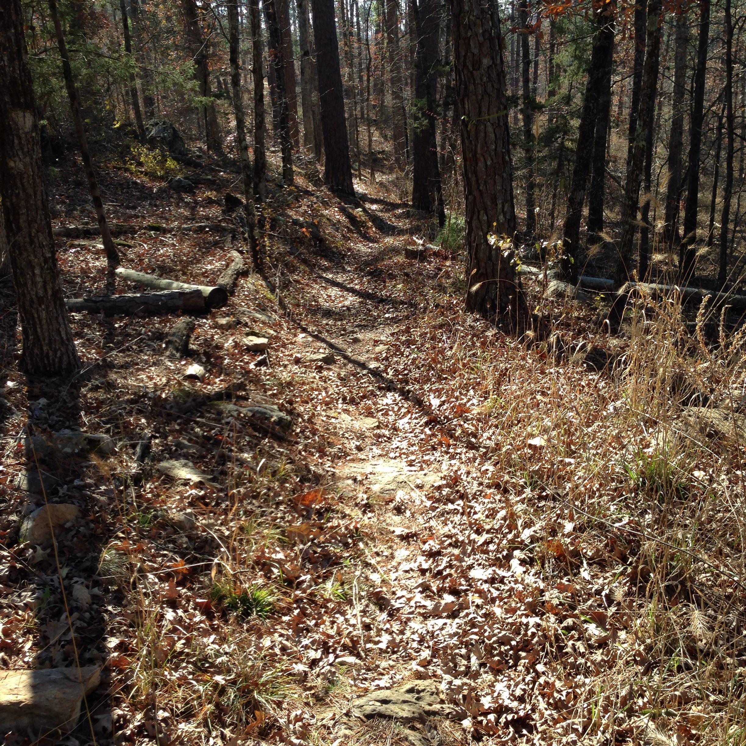 A narrow dirt path meanders through a wooded area, covered with fallen leaves and surrounded by tall trees. Sunlight filters through the branches, casting shadows on the ground, while tufts of grass poke through the undergrowth. The scene evokes a peaceful, natural environment. Syllamo Trails mountain bike trail.