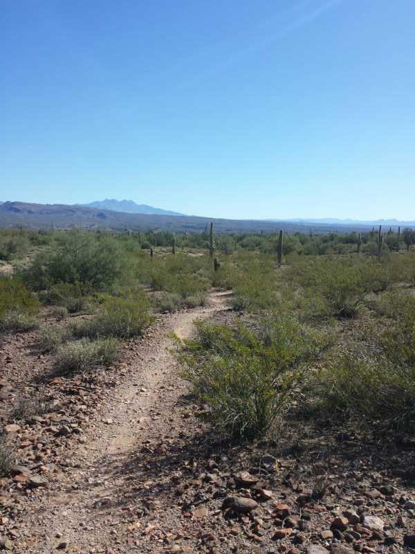 A winding dirt path leads through a desert landscape filled with sparse vegetation and cacti, with mountains visible in the distance under a clear blue sky. McDowell Mountain Park mountain bike trail.