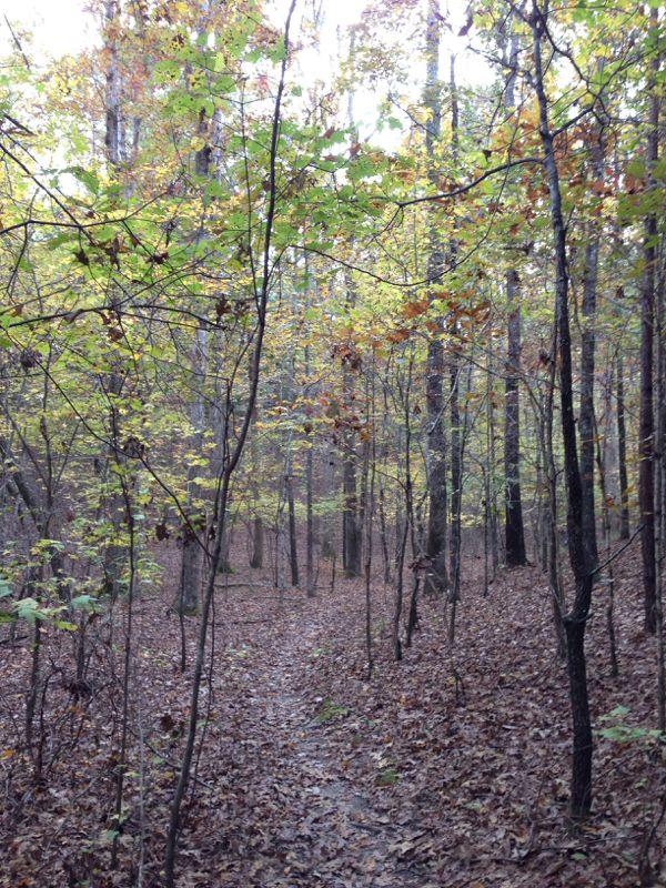 A narrow dirt path winding through a wooded area, surrounded by trees with green and yellow leaves. The ground is covered in fallen leaves, creating a serene autumn landscape. Sunlight filters through the branches, illuminating the peaceful atmosphere. Clear Creek mountain bike trail.