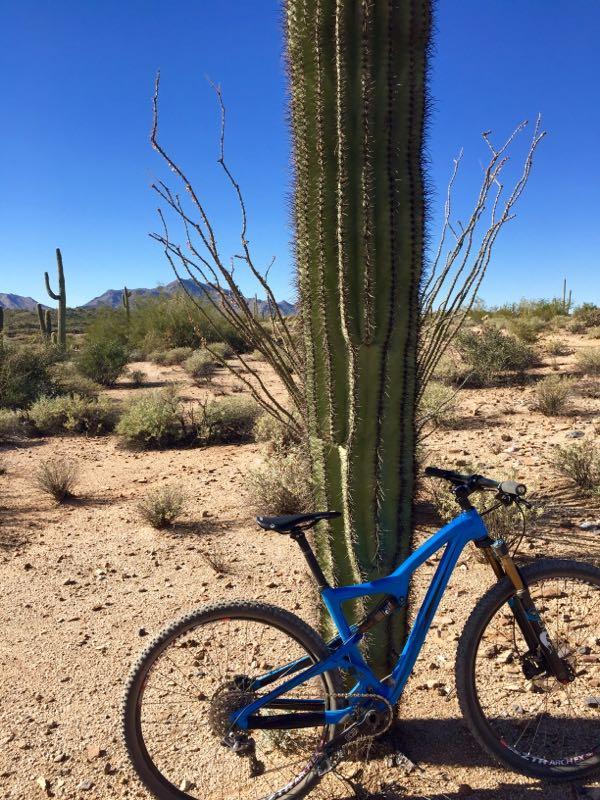 A blue mountain bike is leaned against a tall saguaro cactus in a desert landscape. In the background, there are distant mountains and sparse vegetation under a clear blue sky. The ground is sandy with some small shrubs scattered around. McDowell Mountain Park mountain bike trail.