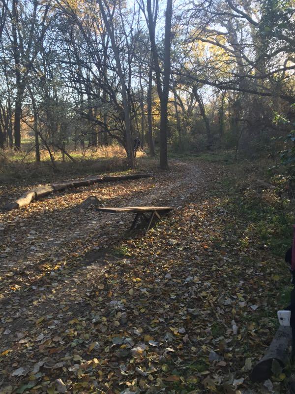 A serene wooded path surrounded by trees in autumn, with fallen leaves covering the ground. A wooden bench is situated along the trail, and the sunlight filters through the branches, creating a warm, golden atmosphere. Rowlett Creek Preserve mountain bike trail.