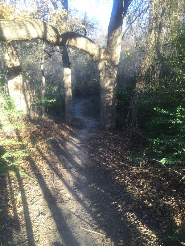 A sunlit forest path framed by two large trees, their branches arching overhead. The ground is covered with fallen leaves, and the path leads into a shaded area surrounded by dense greenery. Long shadows stretch across the trail, creating a tranquil, inviting atmosphere. Gateway Park mountain bike trail.