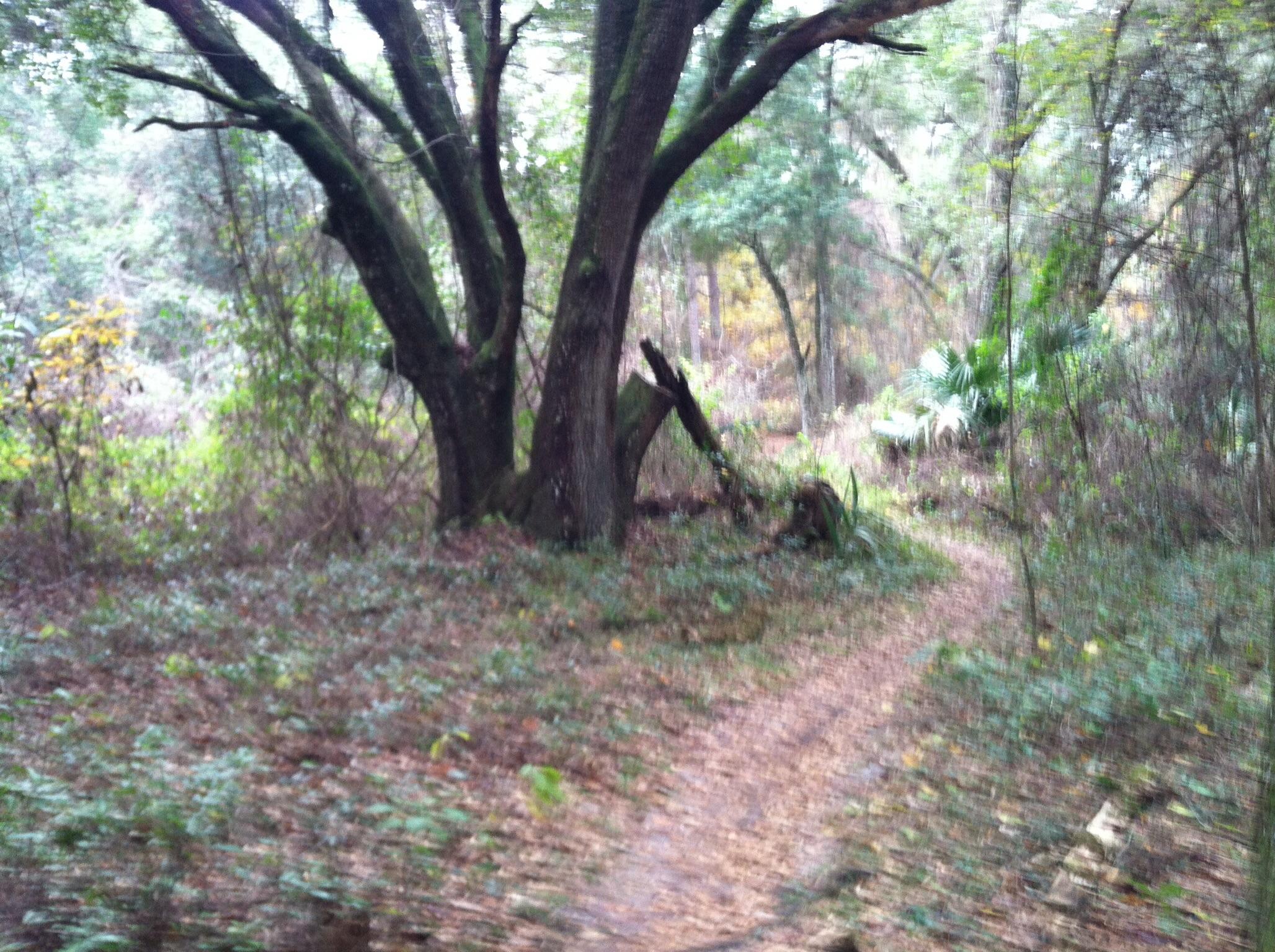 A blurry image of a forested area with a winding dirt path. The scene features a large, gnarled tree on the left and a variety of greenery, including small plants and shrubs, covering the ground. The atmosphere appears misty and tranquil, with hints of autumn colors in the foliage. Speedway mountain bike trail.