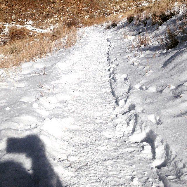 A snowy path winding through a landscape of tall grasses and rocky hills, with imprints marking where others have walked. The sun casts shadows along the trail, highlighting the serene winter atmosphere. Arkansas Hills mountain bike trail.