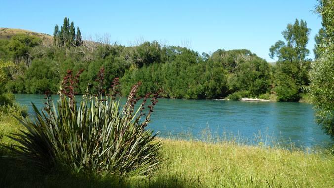 A tranquil riverside scene featuring a clear blue river surrounded by lush greenery, with tall grasses and a plant in the foreground. The sky is bright and clear, creating a serene natural environment. Clutha Gold Trail mountain bike trail.