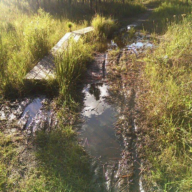 A dirt path with puddles and muddy areas, bordered by tall grass and vegetation, with a wooden plank partially visible on the left side. Malabar Scrub Sanctuary mountain bike trail.
