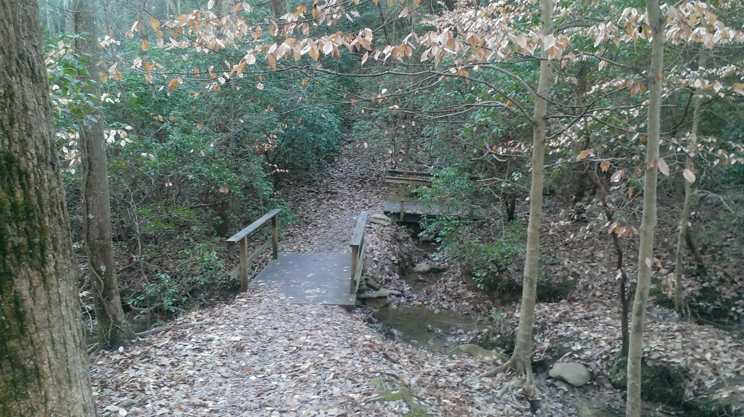 A serene forest pathway with a wooden bridge crossing a small stream. The ground is covered with dried leaves, and the surrounding trees have sparse foliage. The scene is calm and inviting, highlighting the natural beauty of the woodland environment. Pine Mountain Recreation Area mountain bike trail.