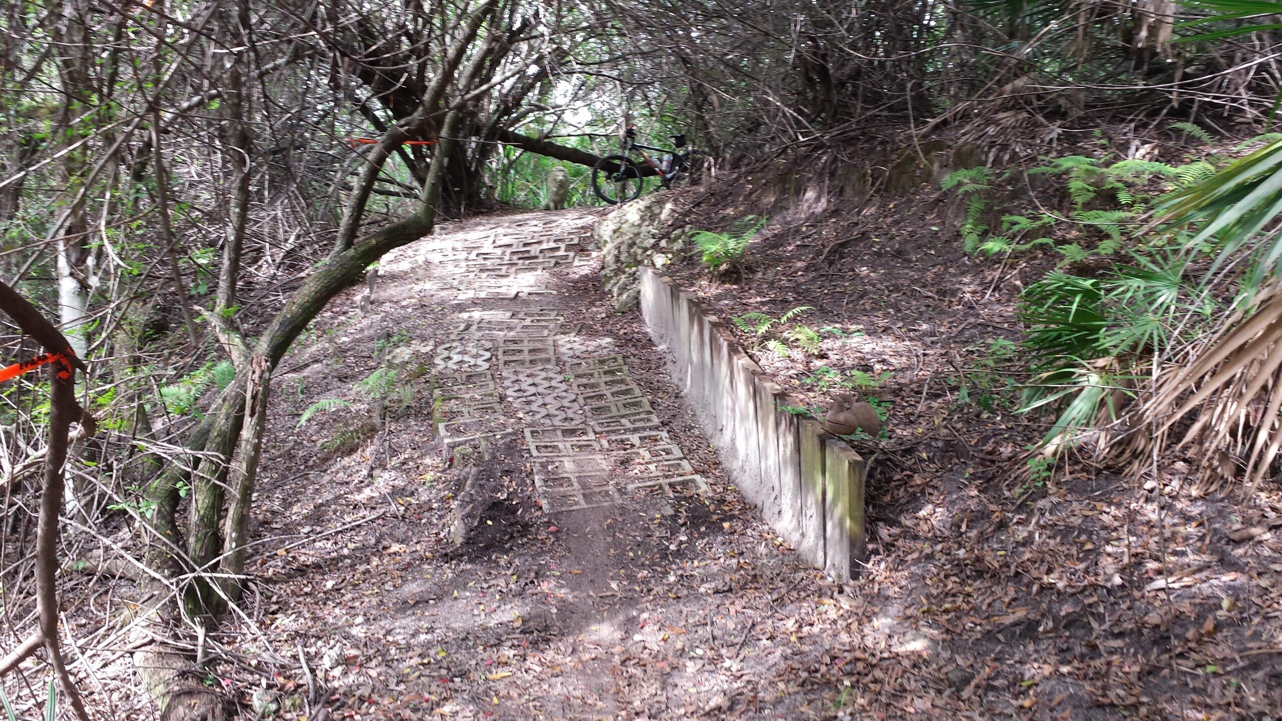 A narrow dirt path winding through a dense, overgrown area with trees and vegetation, featuring a concrete wall on one side and scattered leaves on the ground. The path has textured blocks along its surface, and there are hints of bright orange tape marking the area. A bicycle is partially visible in the background. Caloosahatchee Regional Park mountain bike trail.