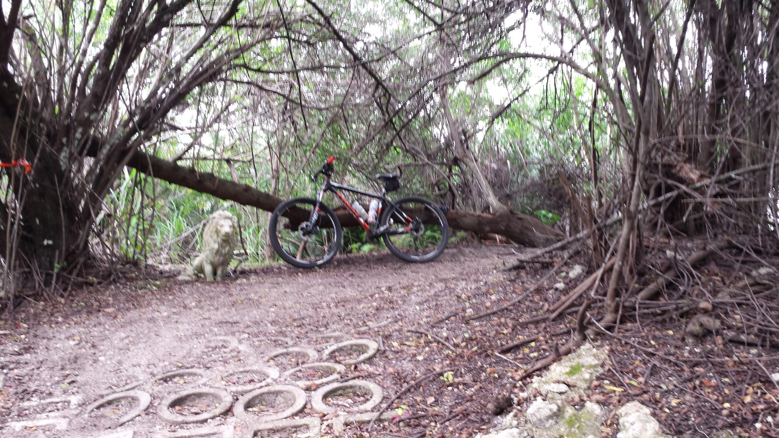 A mountain bike parked on a dirt path surrounded by dense greenery, with a small lion statue nearby. The scene features overhanging branches and scattered natural debris, creating a secluded outdoor atmosphere. Caloosahatchee Regional Park mountain bike trail.