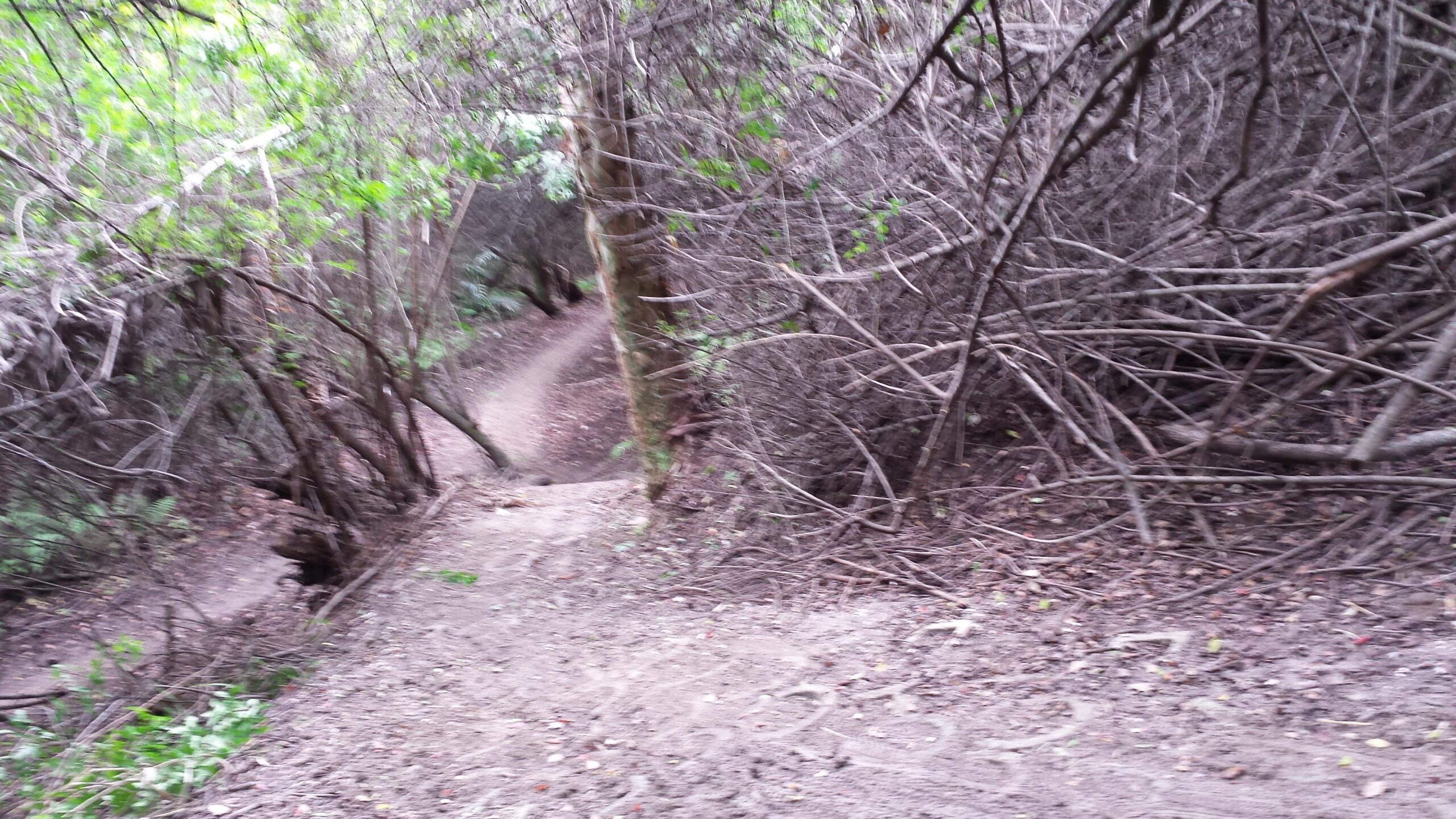 A winding dirt path through a dense area of undergrowth, with trees and tangled branches lining the trail, giving a sense of a secluded natural environment. The scene is slightly blurred, adding to the mysterious and overgrown atmosphere. Caloosahatchee Regional Park mountain bike trail.
