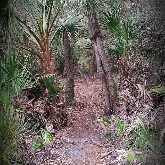 A narrow dirt path winding through a dense forest of palm trees and underbrush, with fallen leaves on the ground and greenery surrounding the trail. BoldlyGo mountain bike trail.
