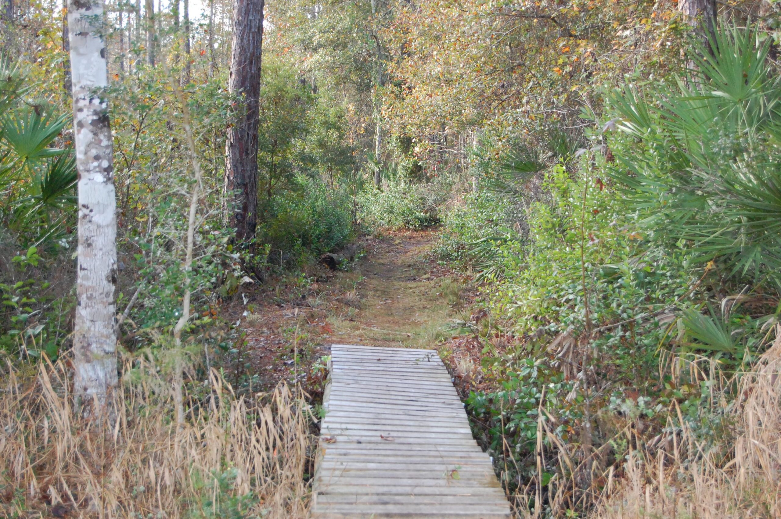 A narrow wooden boardwalk leads through a lush, green forest path surrounded by trees and underbrush, with hints of browning leaves in the background. Nocatee mountain bike trail.