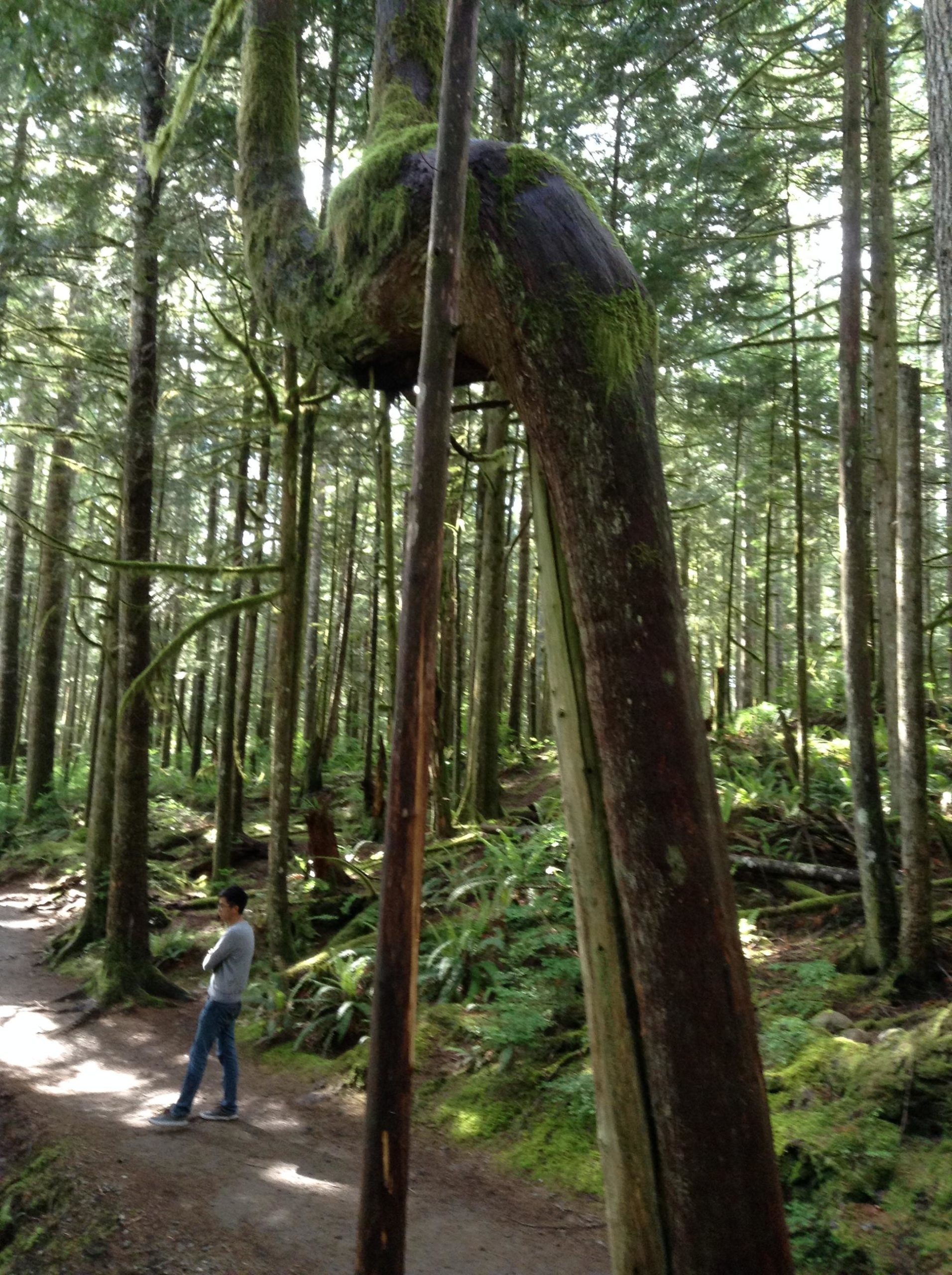 A hiker standing on a forest path, with a unique tree bending at an angle above him. The tree trunk is covered in moss, surrounded by tall trees and lush greenery typical of a forest setting. Sunlight filters through the leaves, creating a serene atmosphere. Mary Moore Searight Metro Park mountain bike trail.