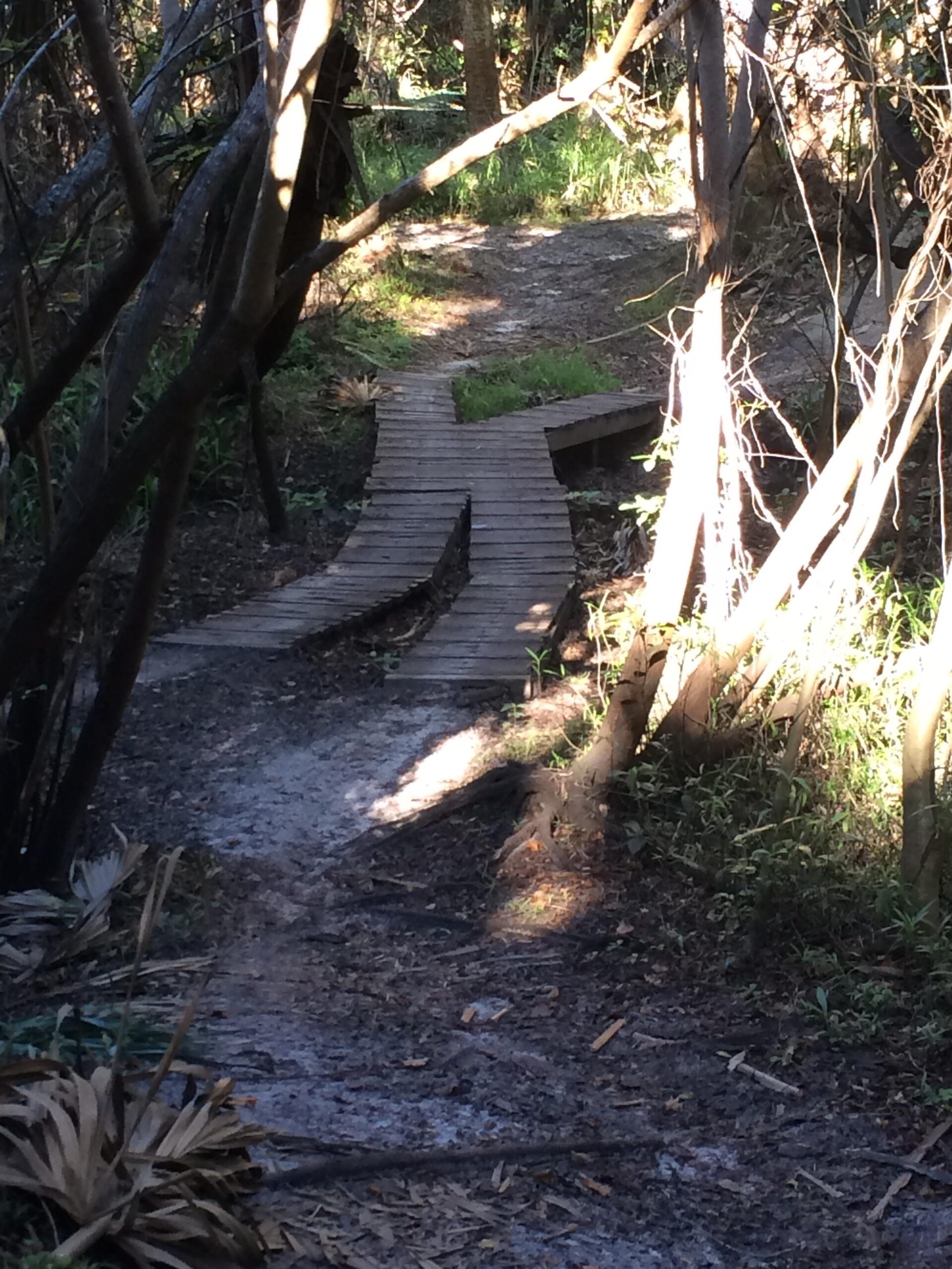 A narrow wooden boardwalk leading through a forested area, intersecting at a fork in the path. Sunlight filters through the trees, illuminating patches of green grass and scattered leaves on the ground. Fort Pierce Mountain Bike Trail mountain bike trail.