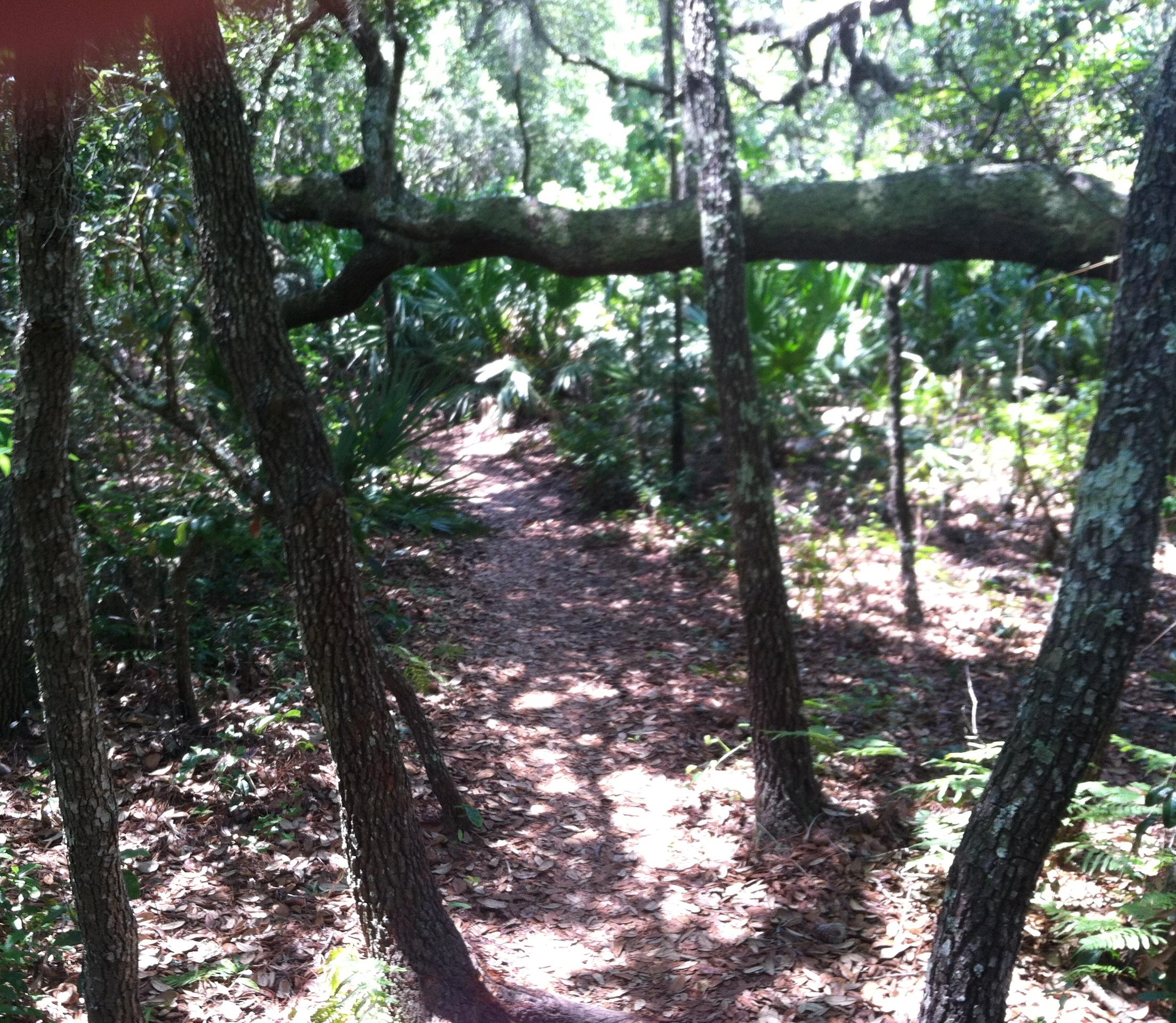 A wooded path winding through a lush forest with trees, underbrush, and sunlight filtering through the leaves. A large branch extends across the path, creating a natural archway, while leaves cover the ground. Nayles Trail mountain bike trail.