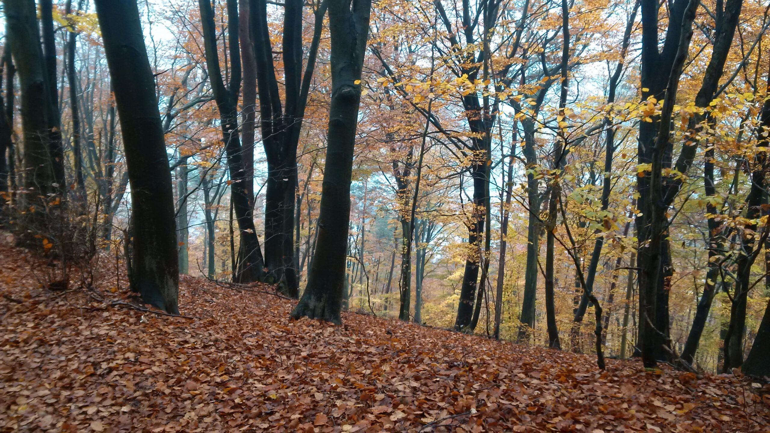 A tranquil forest scene in autumn, featuring tall trees with sparse leaves in shades of yellow and orange, and a carpet of fallen leaves covering the ground. The atmosphere is calm and slightly misty, accentuating the peacefulness of the natural setting. Hohenecken Trails mountain bike trail.