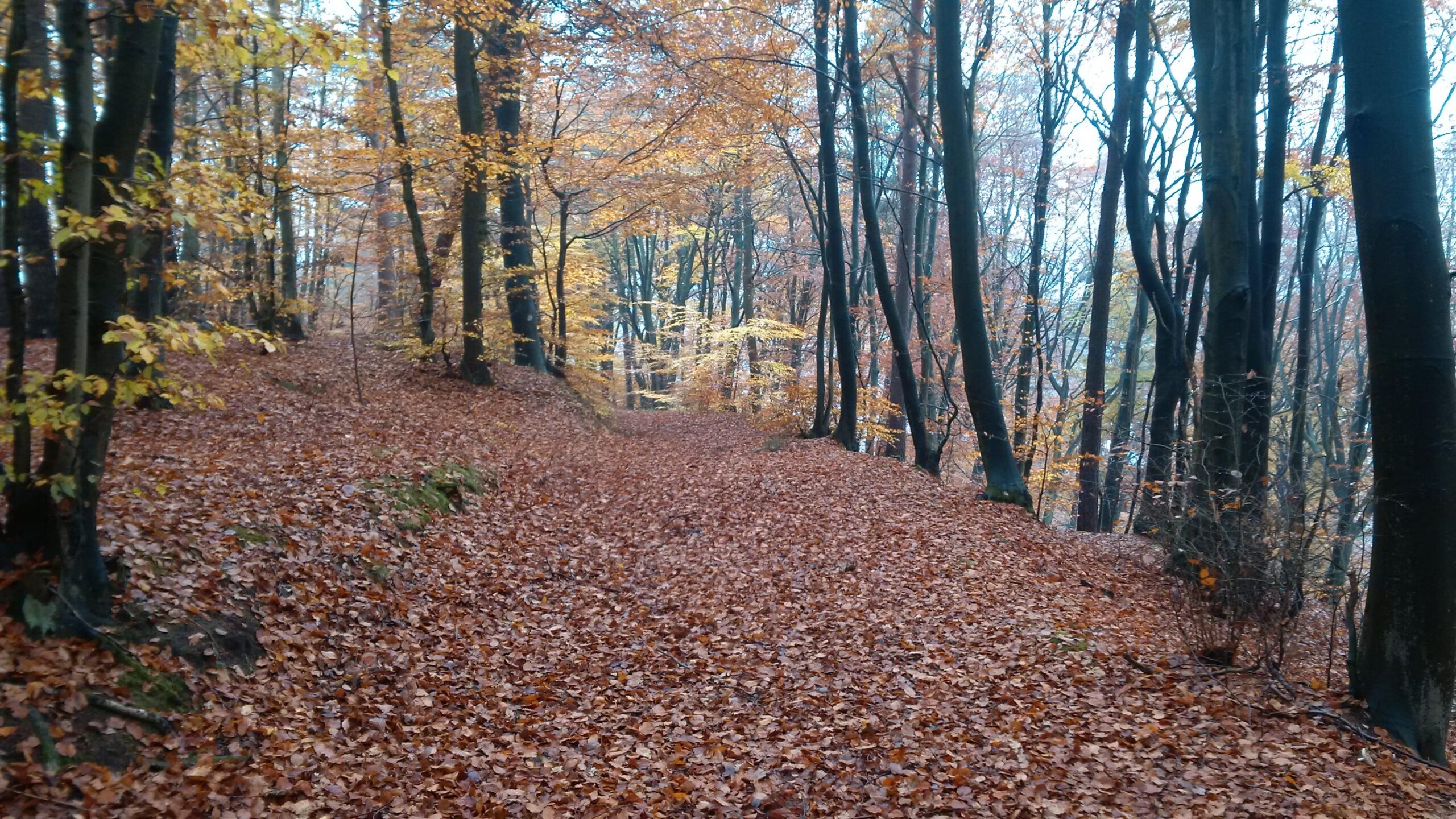 A serene wooded path covered in orange and brown fallen leaves, surrounded by tall trees with autumn foliage, creating a tranquil atmosphere in the forest. Hohenecken Trails mountain bike trail.