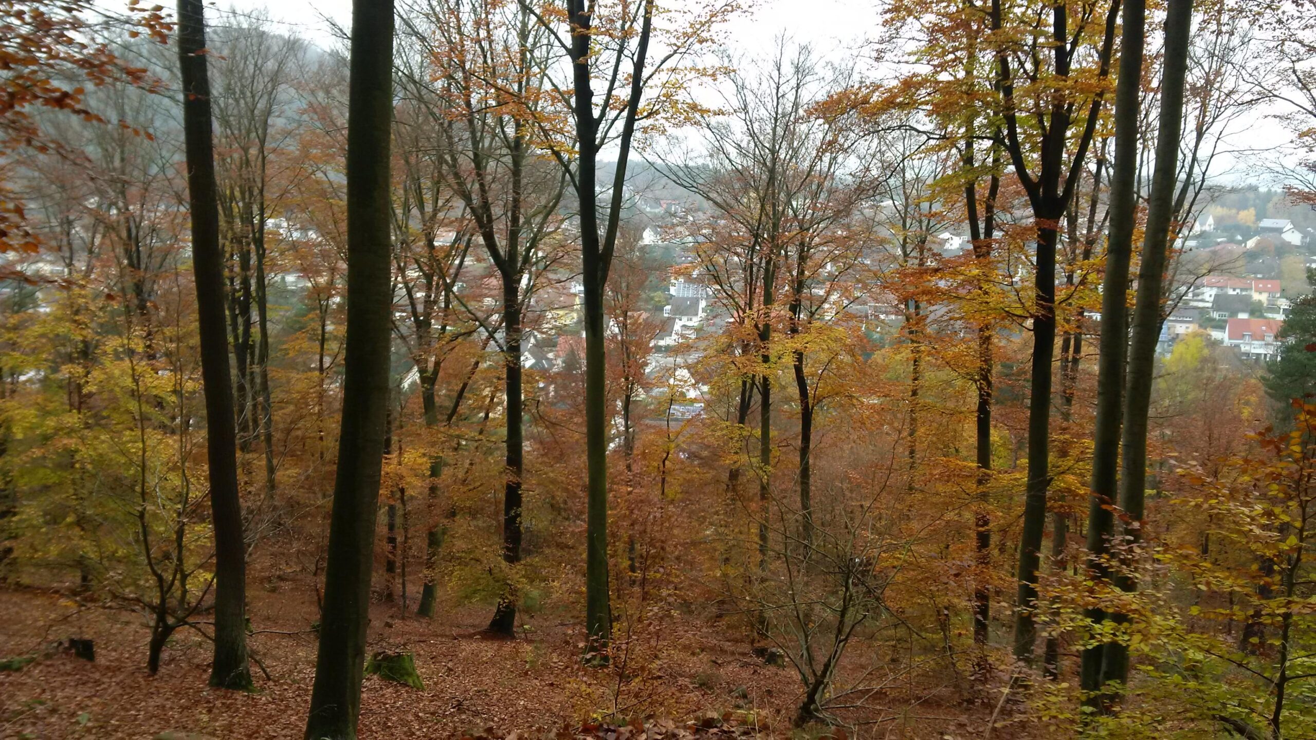 A serene view of a forest during autumn, featuring tall trees with autumn-colored leaves in shades of orange and yellow. In the background, a small town can be seen nestled among the trees under a cloudy sky. The forest floor is covered with fallen leaves, creating a picturesque natural scene. Hohenecken Trails mountain bike trail.