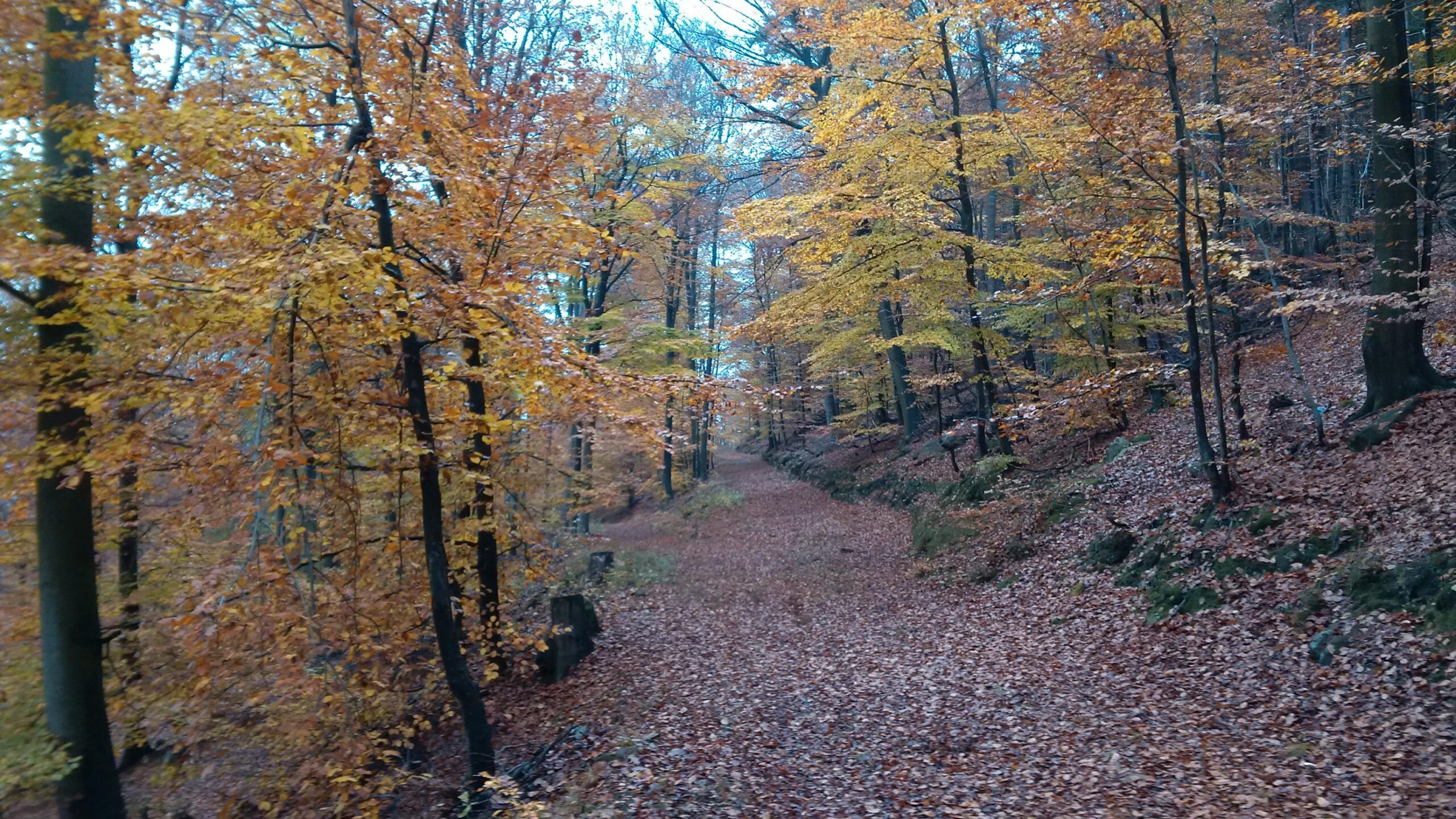 A serene forest path blanketed in fallen leaves, surrounded by trees with vibrant autumn foliage in shades of orange and yellow. The scene showcases a tranquil atmosphere, with a gentle curve in the path leading deeper into the woods. Hohenecken Trails mountain bike trail.