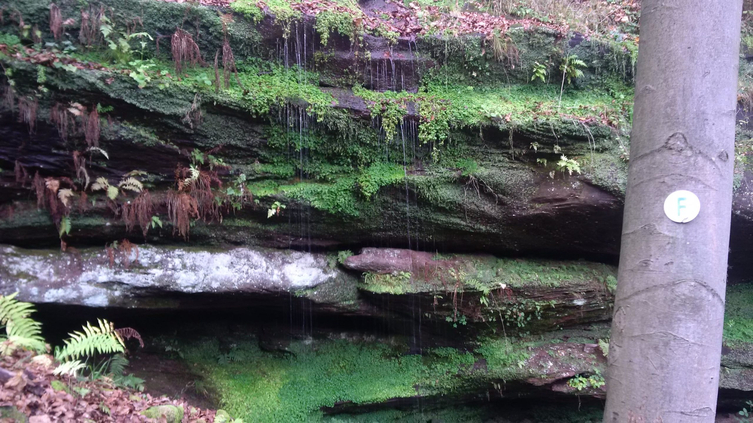 A natural landscape featuring a moss-covered rock face with ferns and small plants growing on it. Water is gently dripping down from the rocks, creating a serene atmosphere. On the right side, there is a tree with a circular white marker labeled "F." Rodalben mountain bike trail.
