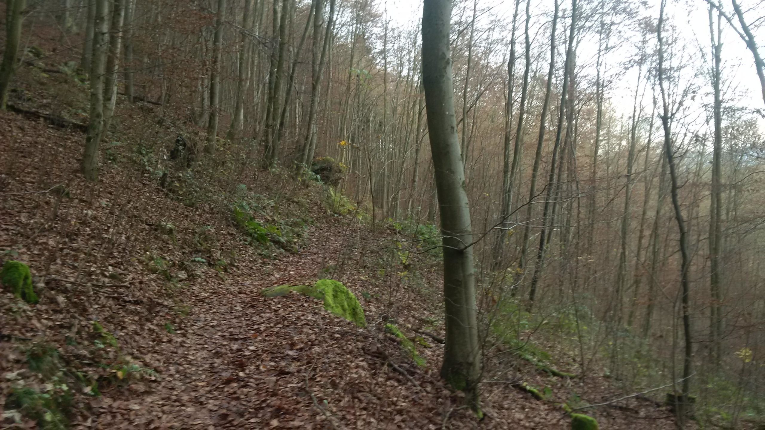 A winding forest path covered with autumn leaves, surrounded by tall, bare trees and patches of green moss. The atmosphere appears calm and serene, showcasing the beauty of nature in a wooded area. Rodalben mountain bike trail.