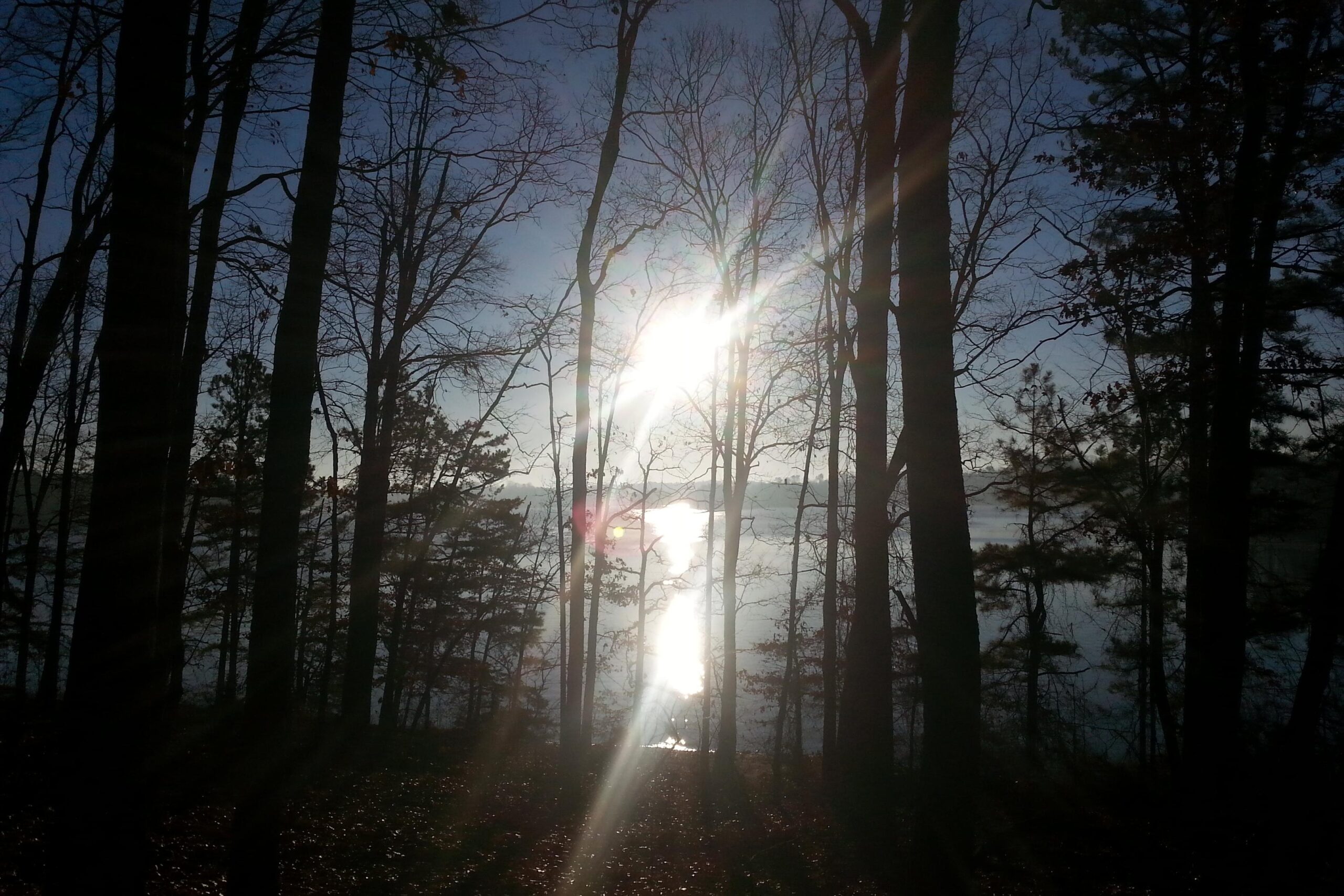A serene landscape featuring tall, bare trees silhouetted against a bright sun shining over a calm lake. Rays of sunlight create a sparkling effect on the water's surface, while a peaceful atmosphere is enhanced by the mist rising from the lake in the early morning light. Charleston Park mountain bike trail.