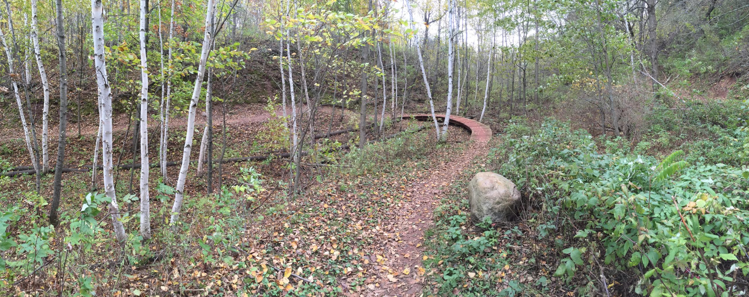 A winding pathway through a serene forest with tall, slender white birch trees on either side. The ground is covered with fallen leaves and patches of greenery, and a wooden bridge curves gently over a small stretch of the path, inviting exploration into the tranquil landscape. Cuyuna Lakes mountain bike trail.
