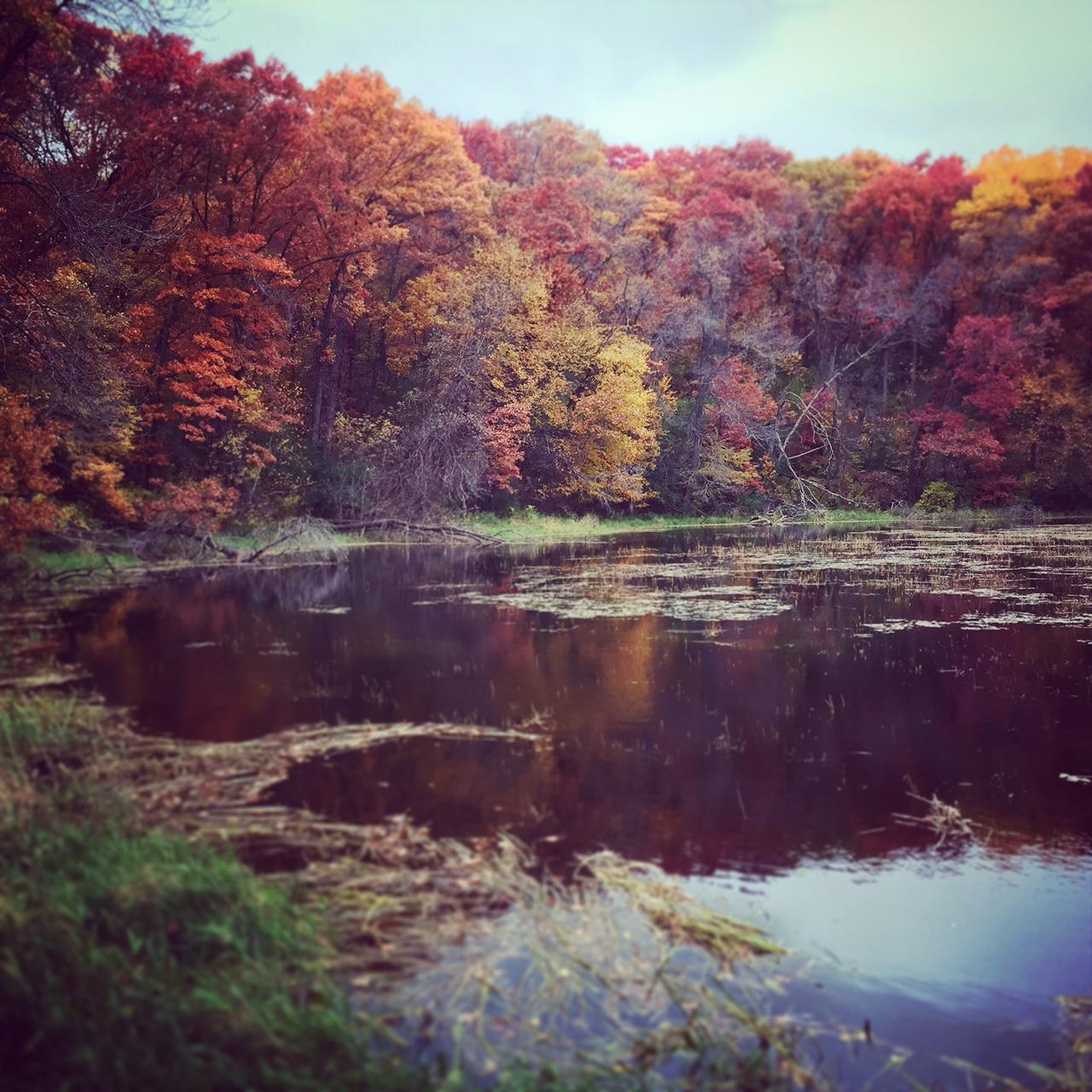 A serene autumn scene featuring a calm pond surrounded by vibrant fall foliage in shades of red, orange, and yellow. Reflections of the colorful trees shimmer on the water's surface, with some patches of grass and weeds visible along the pond's edge. The sky is overcast, adding a soft light to the tranquil landscape. Lebanon Hills mountain bike trail.