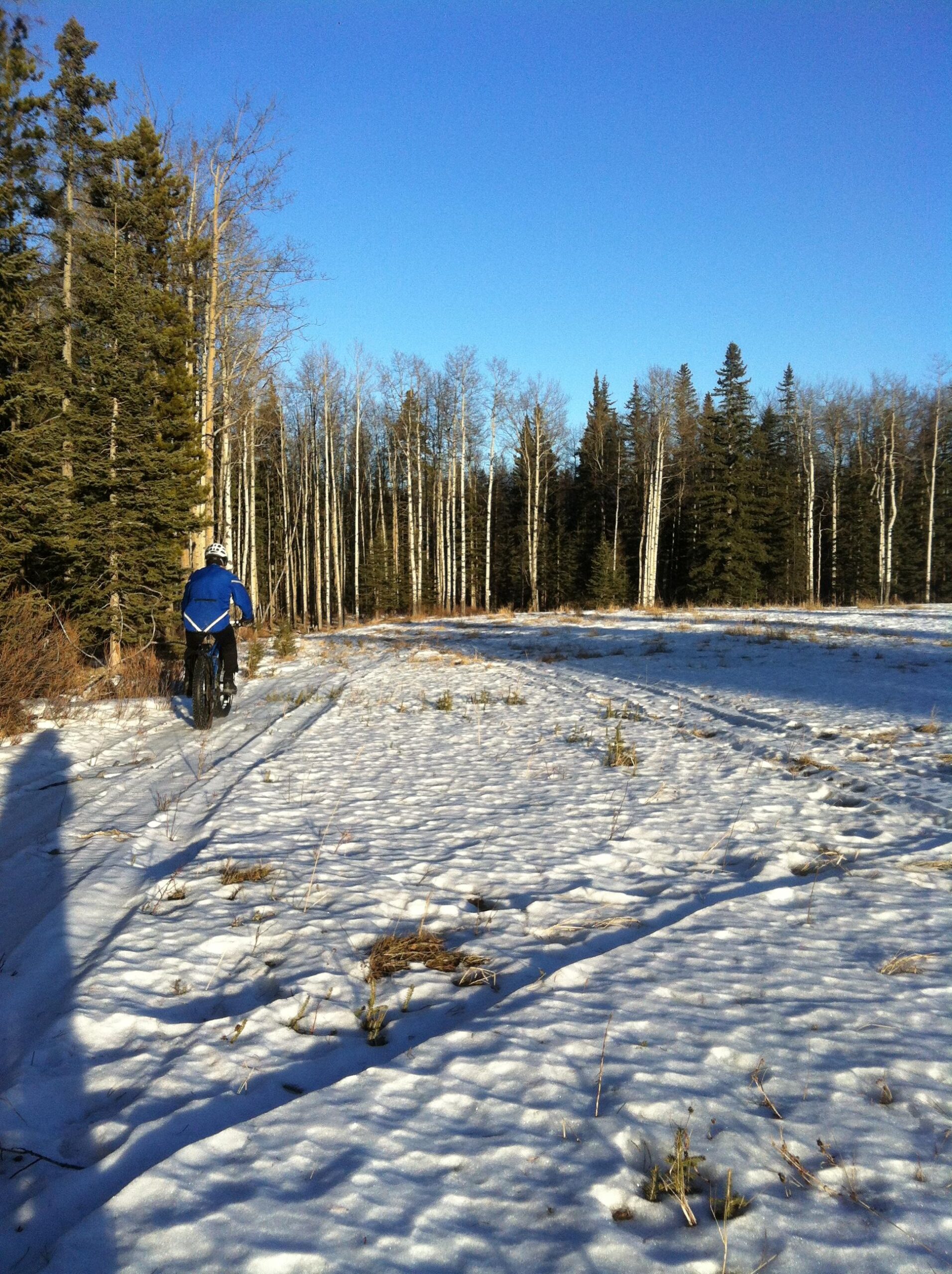 A person riding a bike on a snowy trail in a forested area, surrounded by tall trees under a clear blue sky. Happy Creek Trail System mountain bike trail.