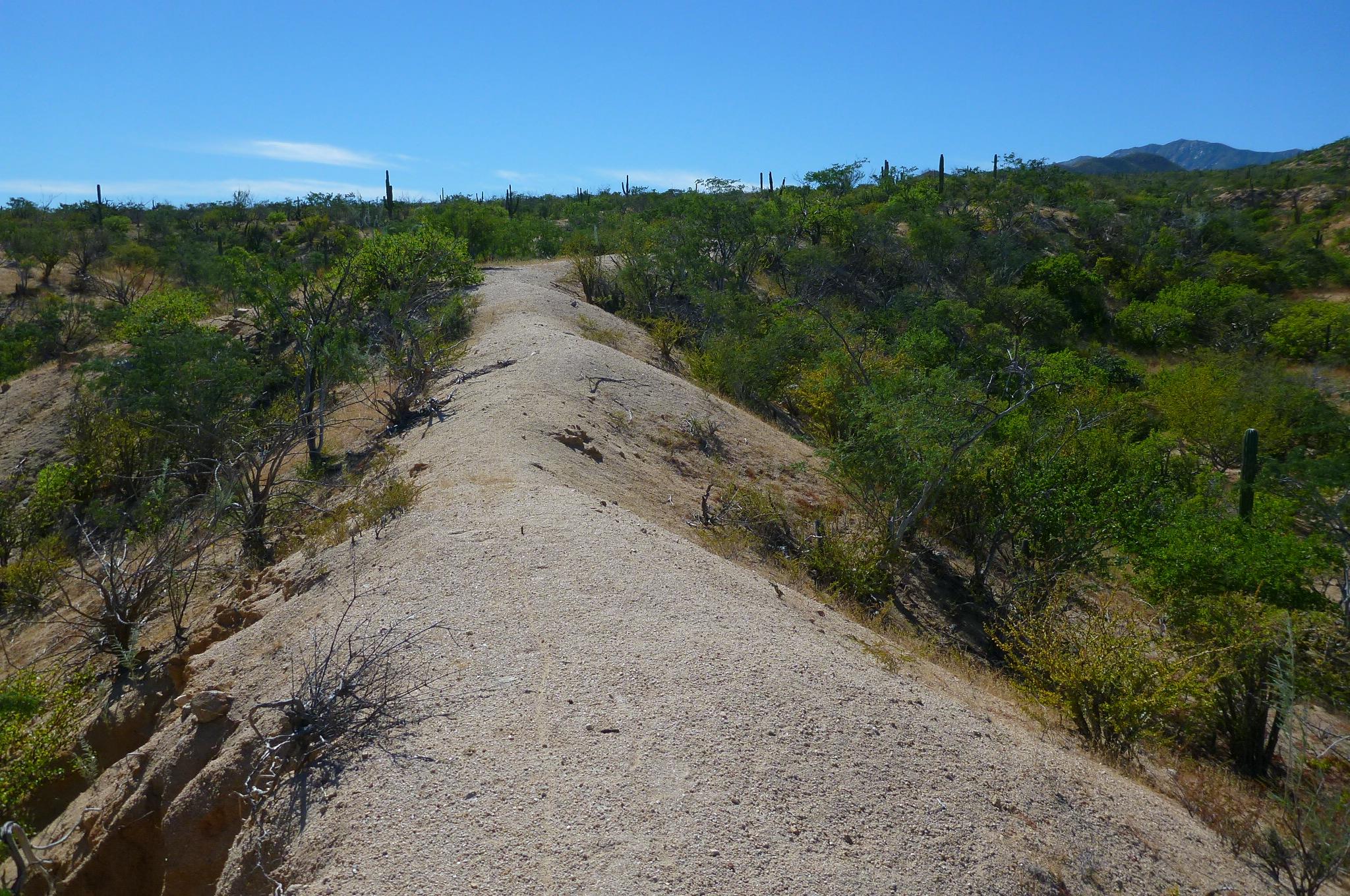 A view of a dry, sandy path winding through a desert landscape, surrounded by sparse vegetation and cacti under a clear blue sky. The terrain features low hills and an arid environment typical of desert regions. El Delgado mountain bike trail.