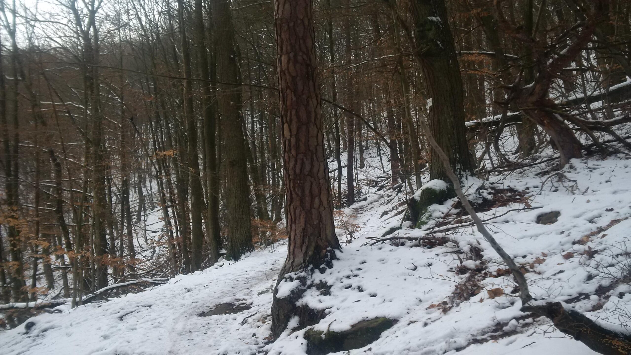 A snowy forest scene featuring tall, bare trees with sparse foliage. The ground is covered in a layer of white snow, and some brown leaves are visible among the underbrush. A prominent tree trunk with distinctive bark is positioned in the foreground, while the forest extends into the background, creating a serene and tranquil winter atmosphere. Tower Trail mountain bike trail.
