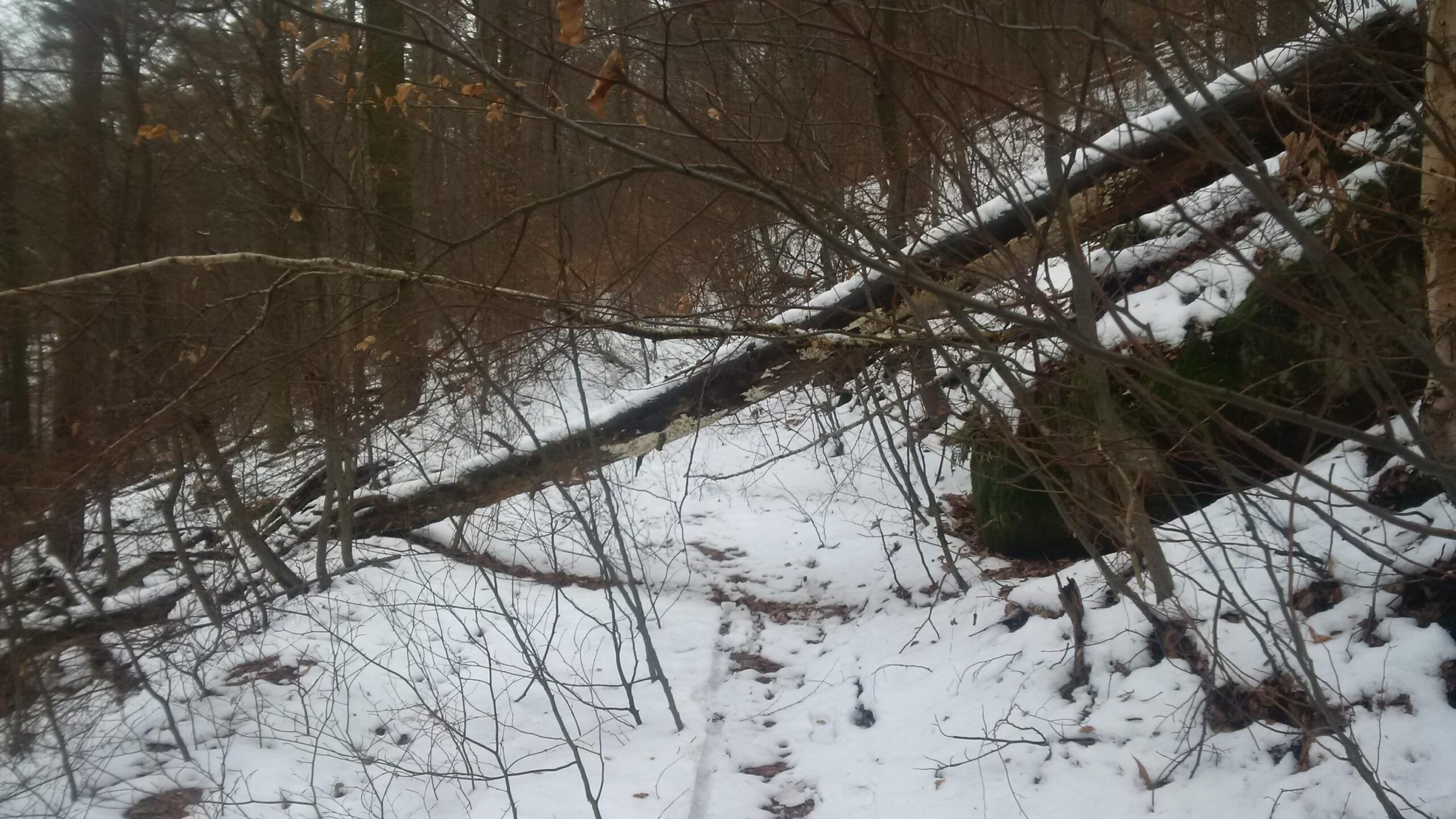 A snowy forest path obscured by fallen branches and twigs. The ground is covered in a layer of snow, and the surrounding trees are bare, with a few remaining brown leaves visible on the branches. Tower Trail mountain bike trail.