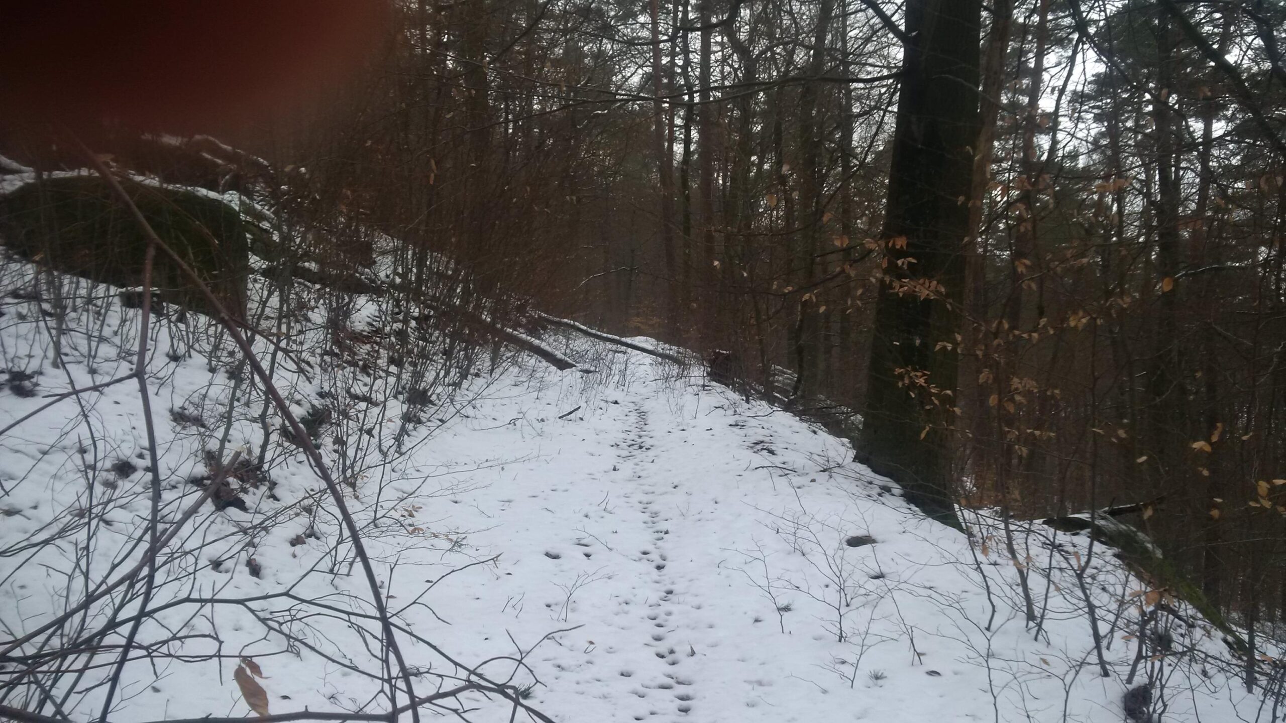A snow-covered trail winding through a forest, surrounded by bare trees and sparse underbrush. Footprints are visible in the fresh snow, leading down the path, which is partially obscured by branches and fallen logs. The scene has a muted, overcast ambiance, suggesting a quiet, wintry day. Tower Trail mountain bike trail.