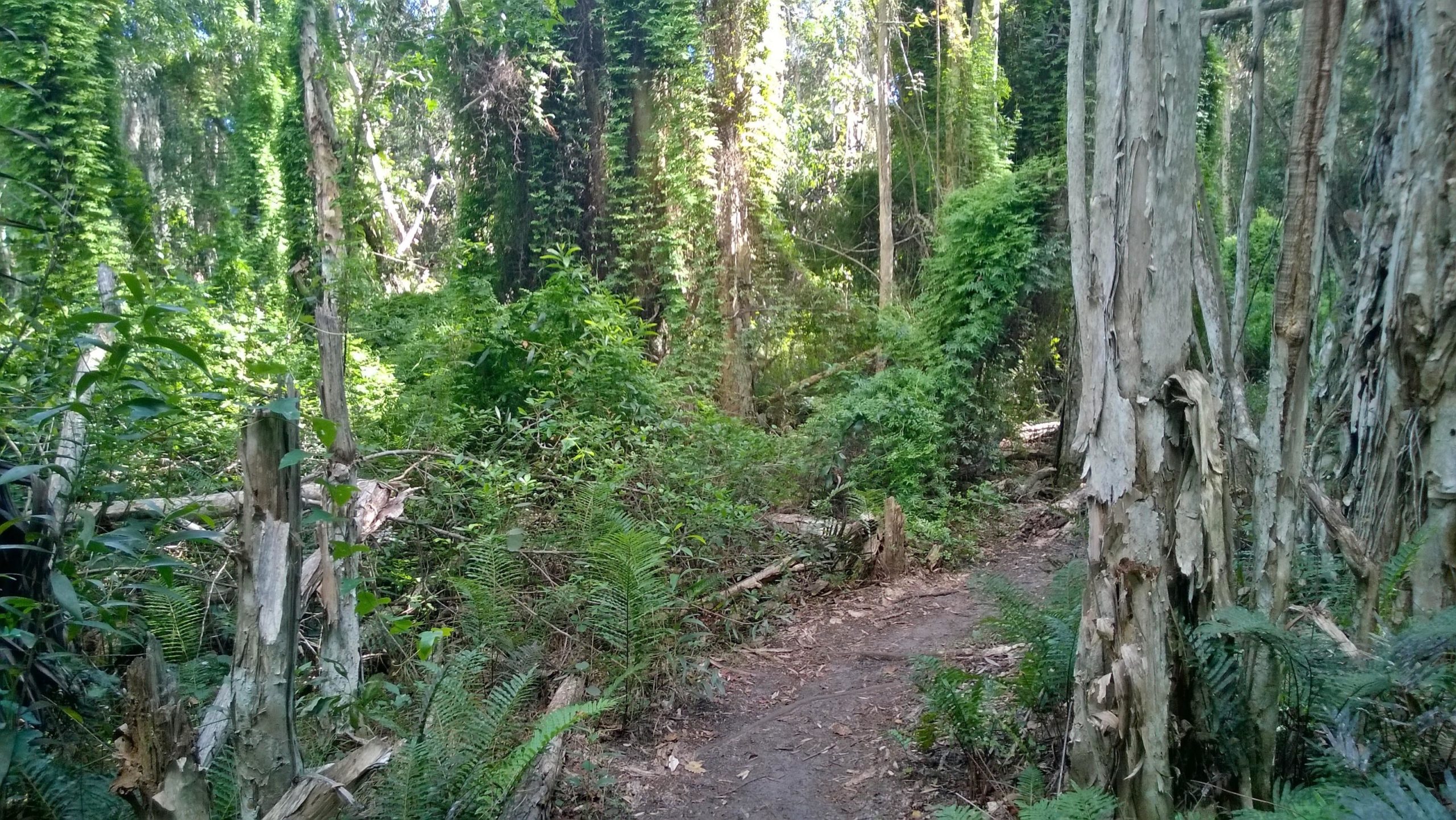 A lush forest scene featuring a winding dirt path surrounded by dense greenery, including tall trees with thick trunks and ferns. Sunlight filters through the leaves, creating a serene and tranquil atmosphere in the woodland. Okeeheelee Park / Pinehurst / Green Acres Freedom Park mountain bike trail.