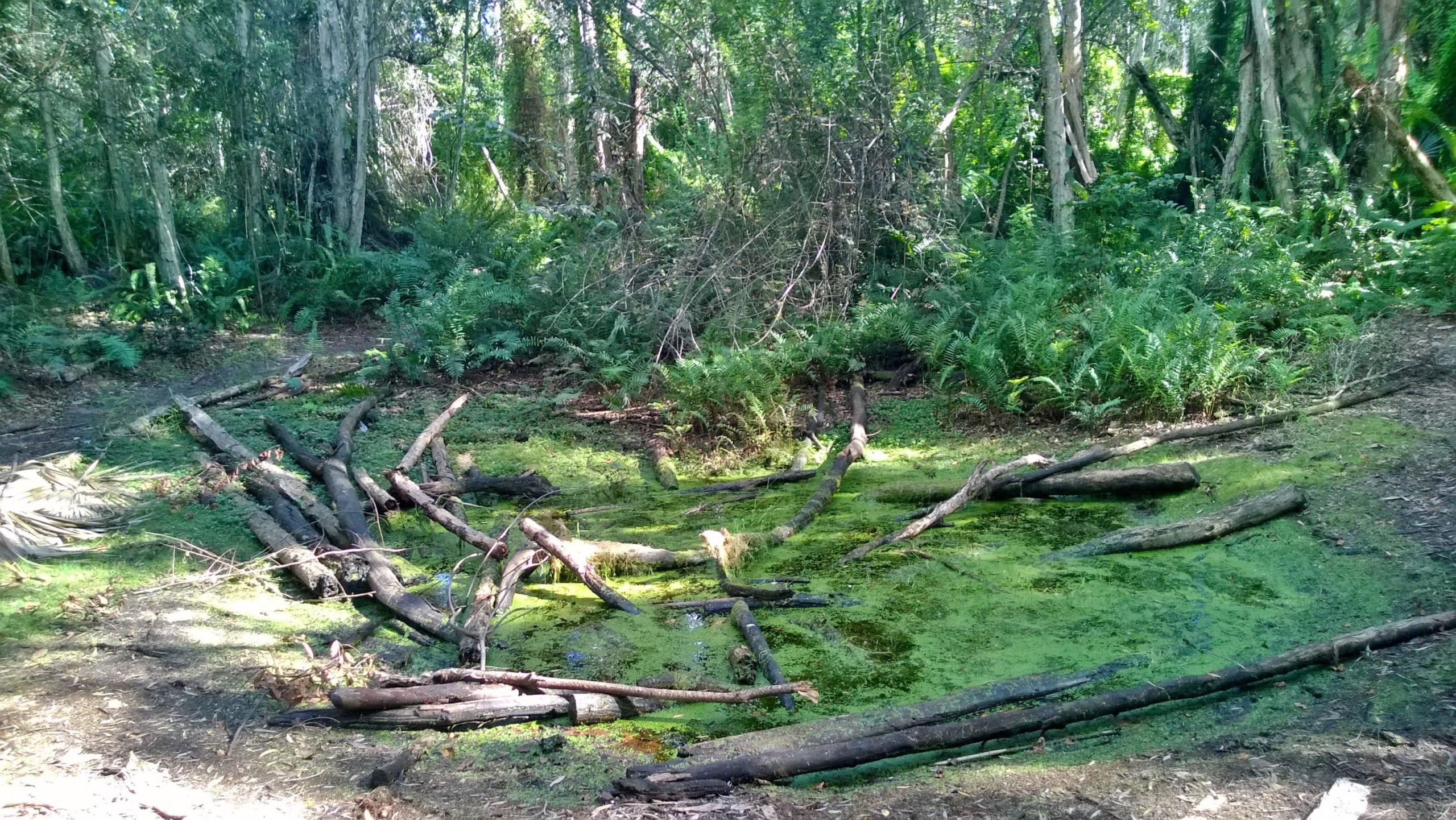 A serene forest scene featuring a small, stagnant pond covered in green algae, surrounded by fallen logs and lush ferns. Tall trees with textured bark provide a natural backdrop, creating a tranquil, shaded environment in the wilderness. Okeeheelee Park / Pinehurst / Green Acres Freedom Park mountain bike trail.