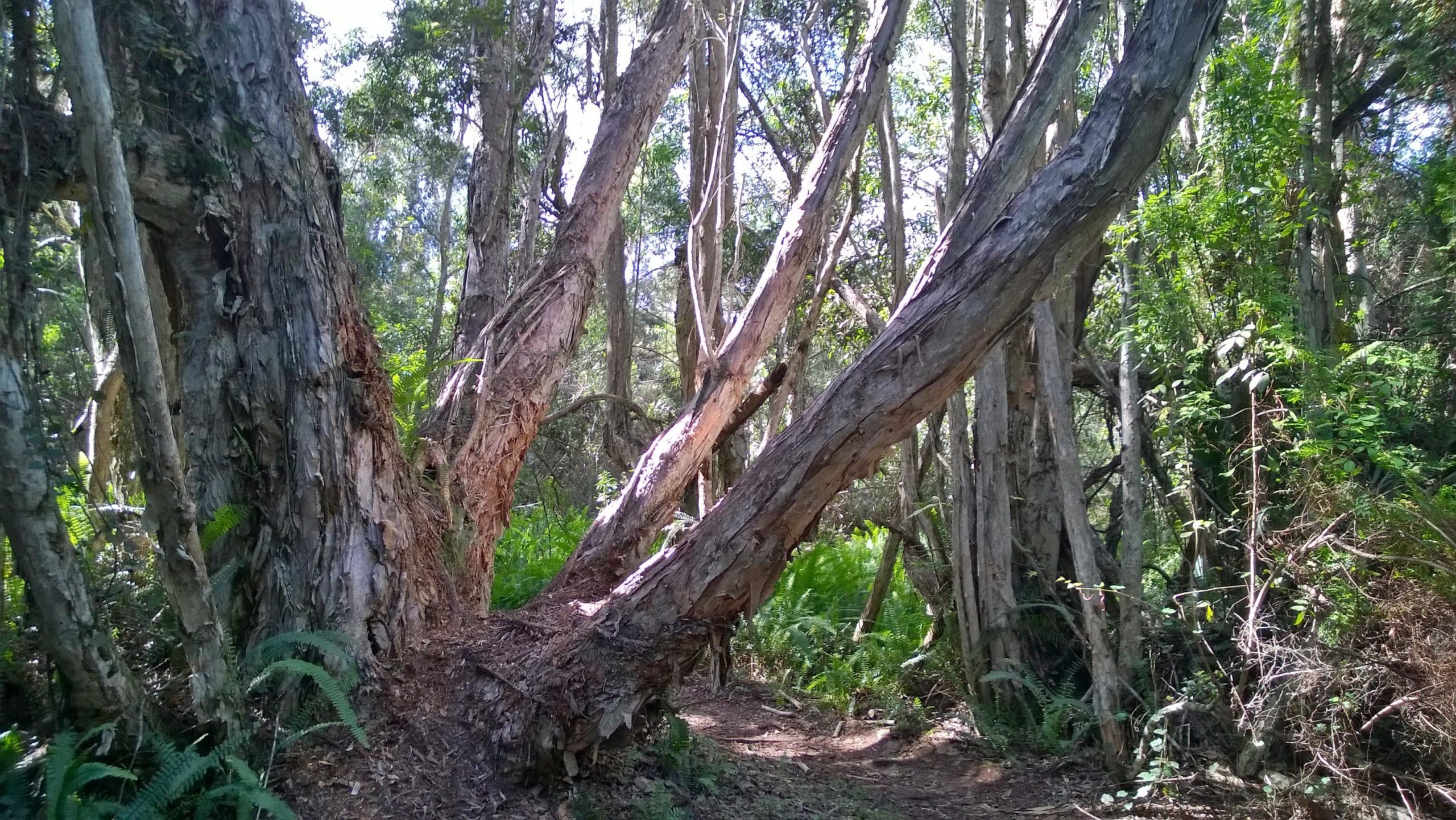A dense woodland scene featuring unique, textured trees with elongated branches reaching out in various directions. The background is filled with green foliage and ferns, creating a lush and natural atmosphere under bright sunlight filtering through the trees. Okeeheelee Park / Pinehurst / Green Acres Freedom Park mountain bike trail.