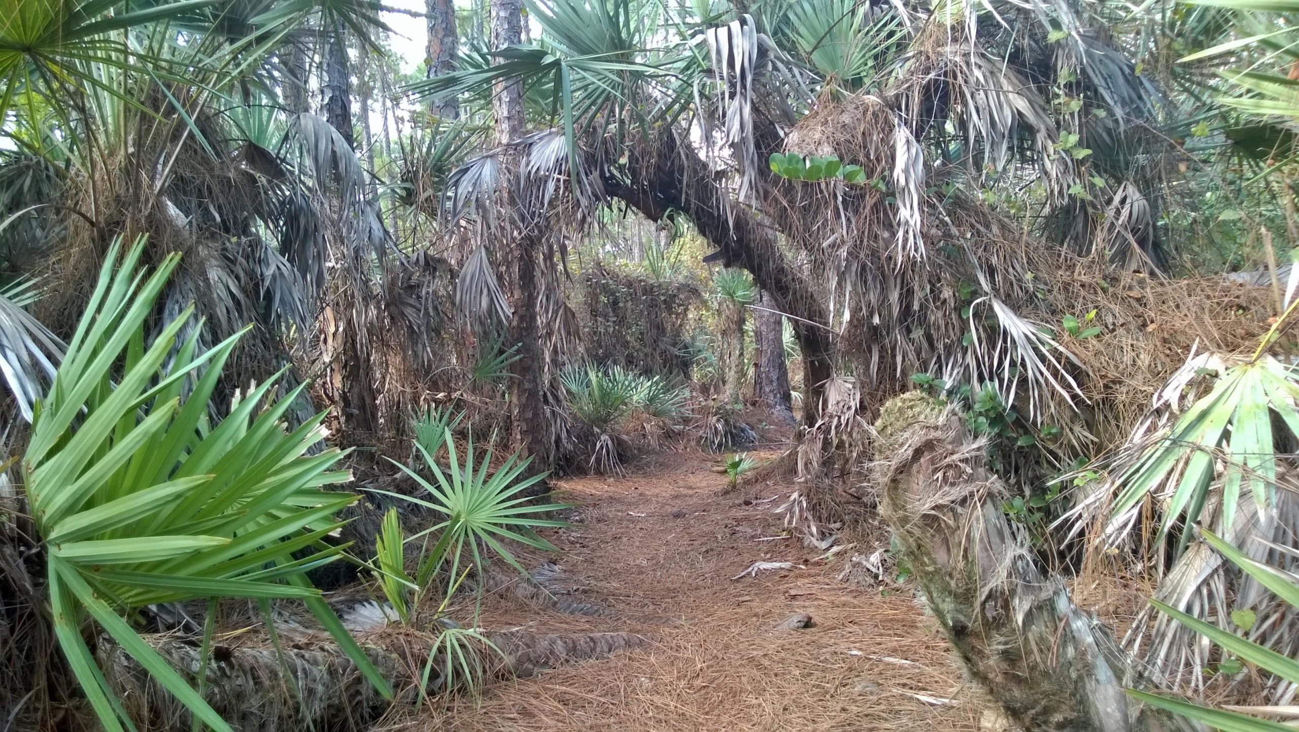 A narrow path winding through a dense, tropical forest, lined with tall palm trees and lush greenery. The ground is covered with fallen pine needles, and arches of intertwined branches create a natural canopy over the trail. Okeeheelee Park / Pinehurst / Green Acres Freedom Park mountain bike trail.