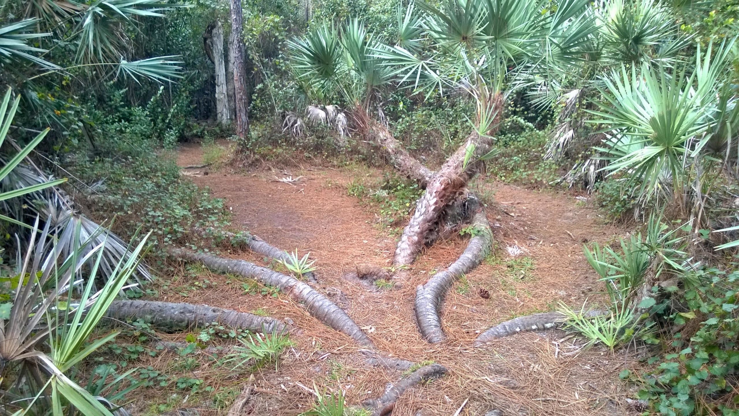 A serene forest path surrounded by lush greenery, featuring palm-like plants and fallen palm trunks scattered on the ground. Pine needles cover the earth, creating a natural, earthy atmosphere. The pathway forks in two directions, inviting exploration into the tranquil woods. Okeeheelee Park / Pinehurst / Green Acres Freedom Park mountain bike trail.