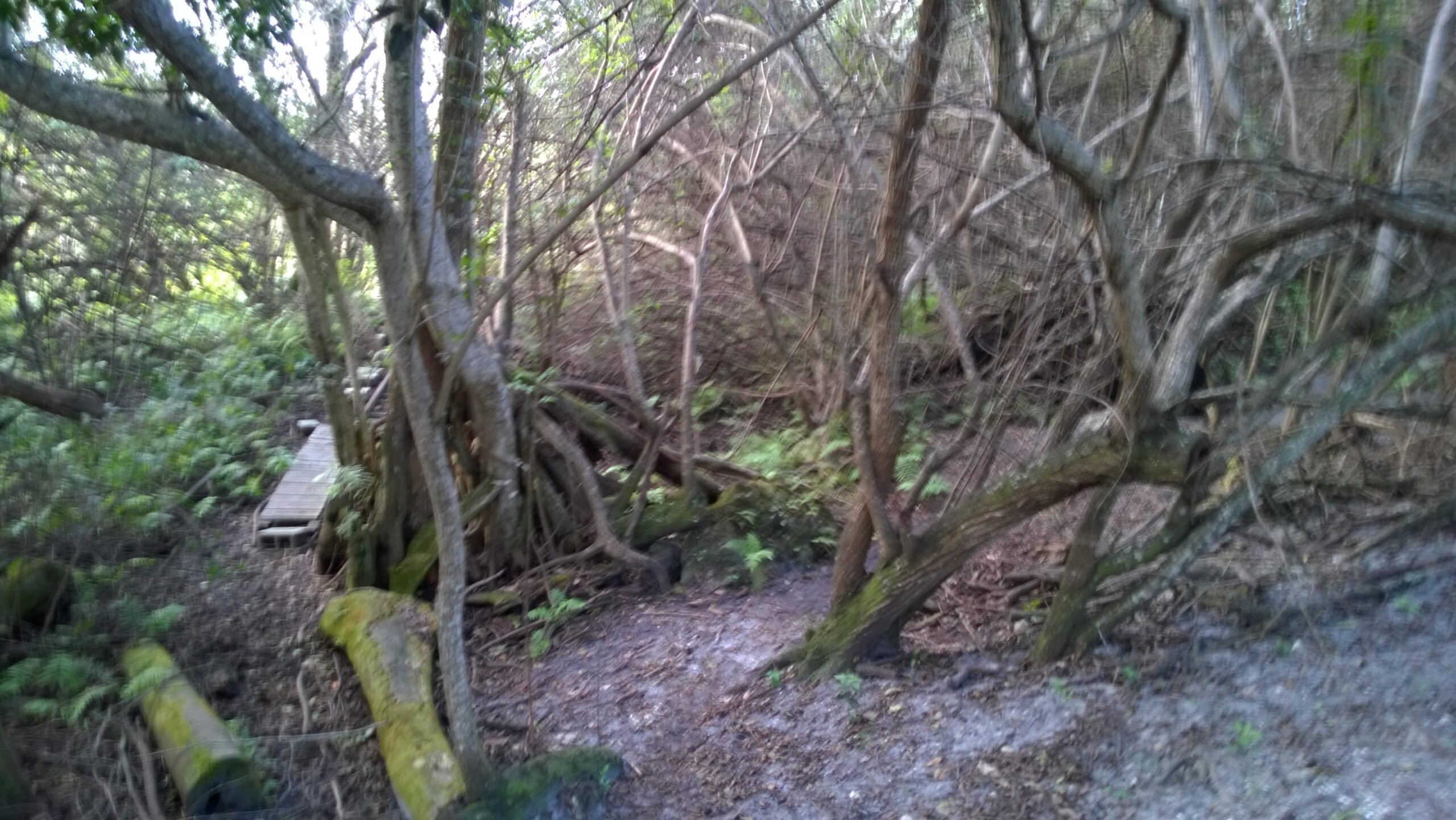 A dense forest pathway surrounded by twisting trees and lush greenery, with a wooden plank path visible in the background. The scene conveys a sense of wilderness and natural beauty. West Delray Regional Park mountain bike trail.