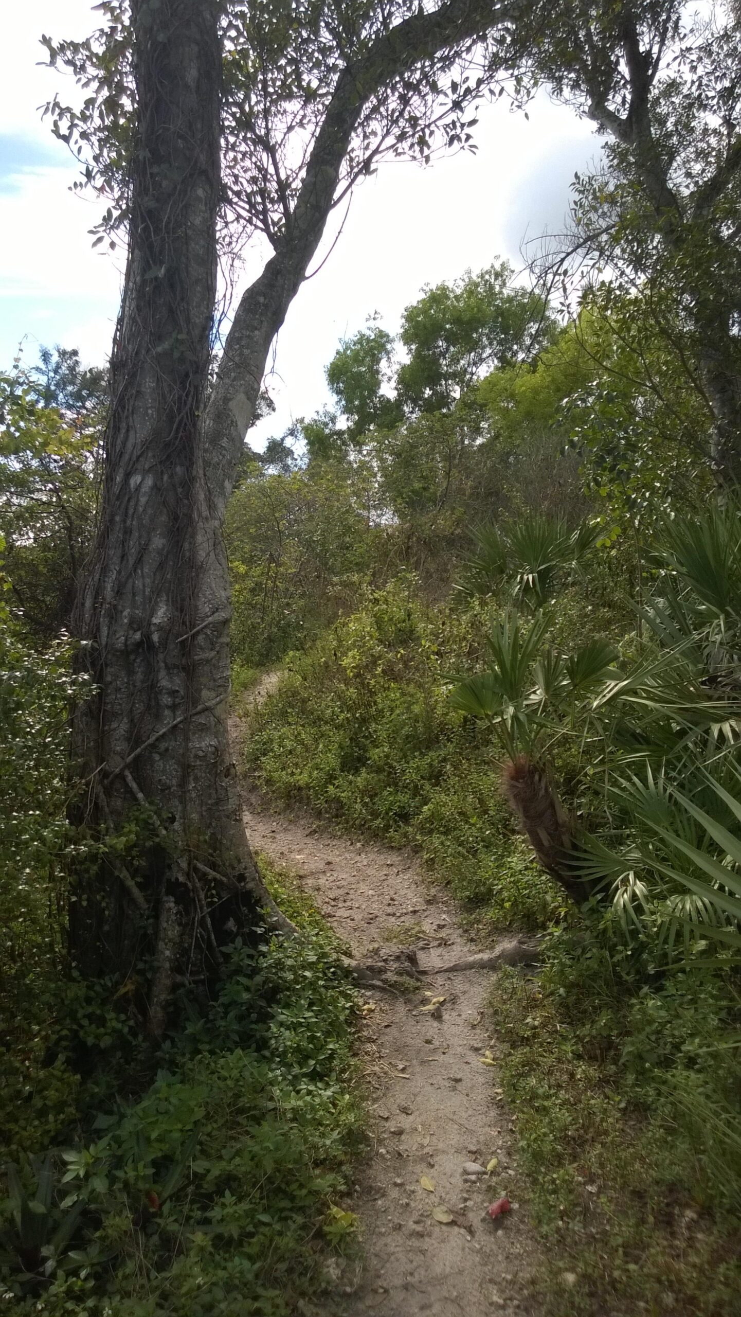 A winding dirt path through a lush green forest, flanked by a large tree and various shrubs and plants. The scene is bathed in natural light with a partly cloudy sky above, inviting exploration of the serene outdoor environment. Quiet Waters Park mountain bike trail.