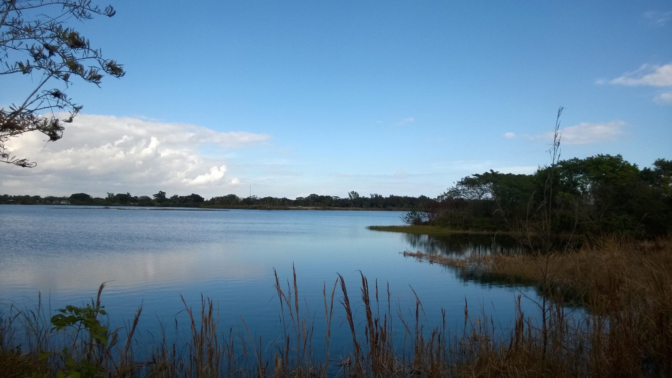 A tranquil lakeside view featuring calm blue water reflecting the sky, framed by grasses and trees along the shore under a partly cloudy sky. Quiet Waters Park mountain bike trail.