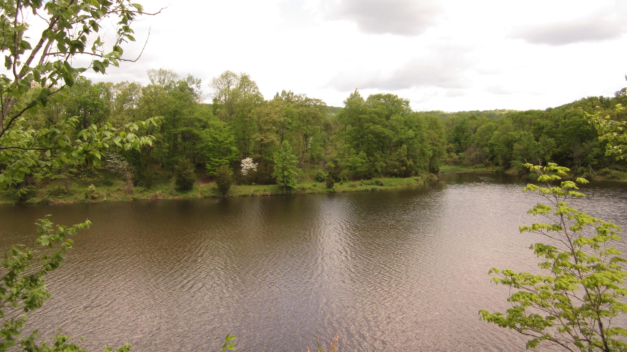A serene view of a river surrounded by lush green trees under a partly cloudy sky. The water reflects the foliage and creates a calm atmosphere, with hints of wildflowers and grassy banks along the shore. Washington Valley mountain bike trail.