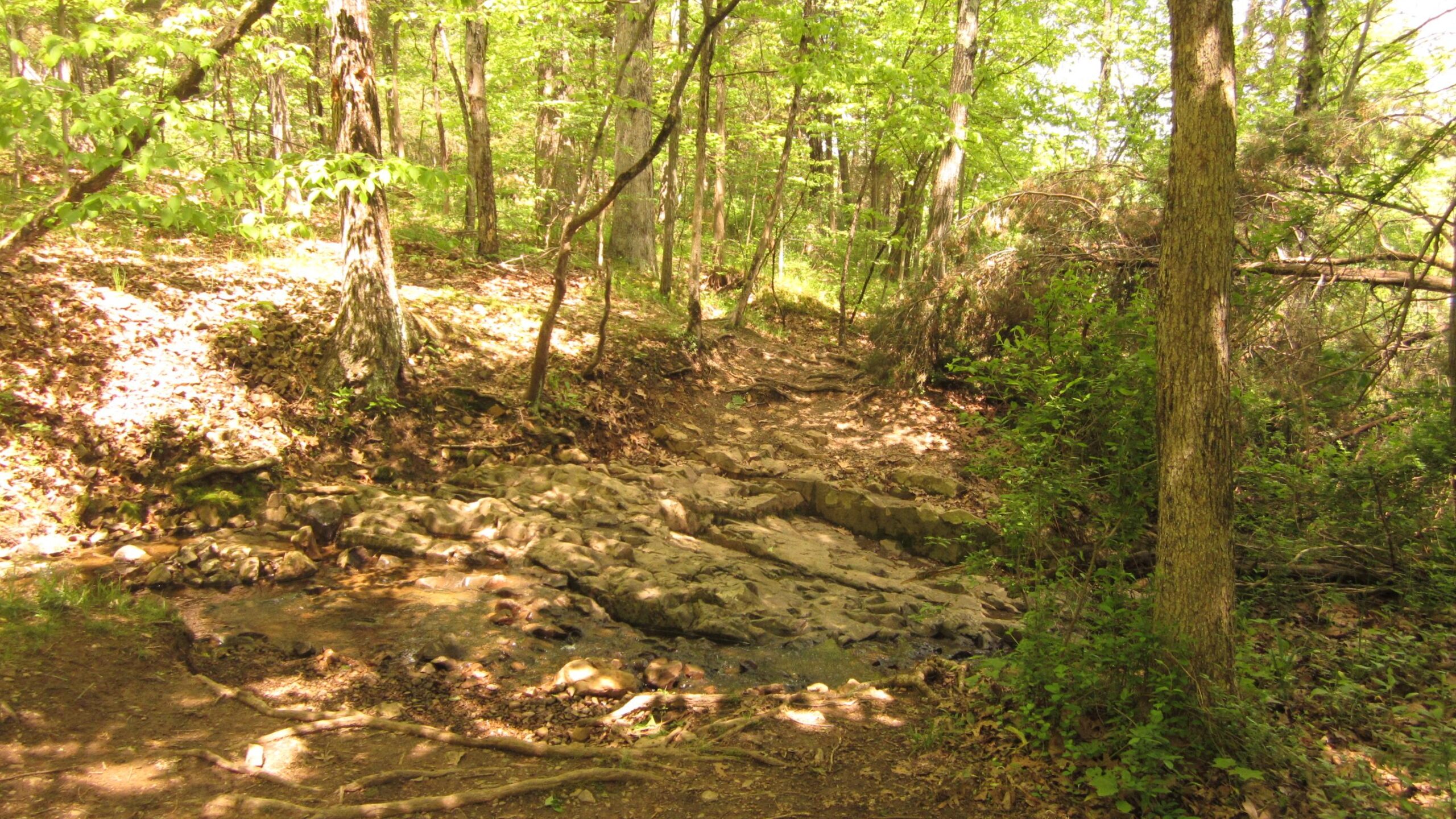 A peaceful forest scene featuring a small rocky stream winding through a wooded area. Sunlight filters through the green leaves, illuminating the path that leads alongside the water. Various trees and underbrush frame the scene, creating a serene and natural atmosphere. Washington Valley mountain bike trail.