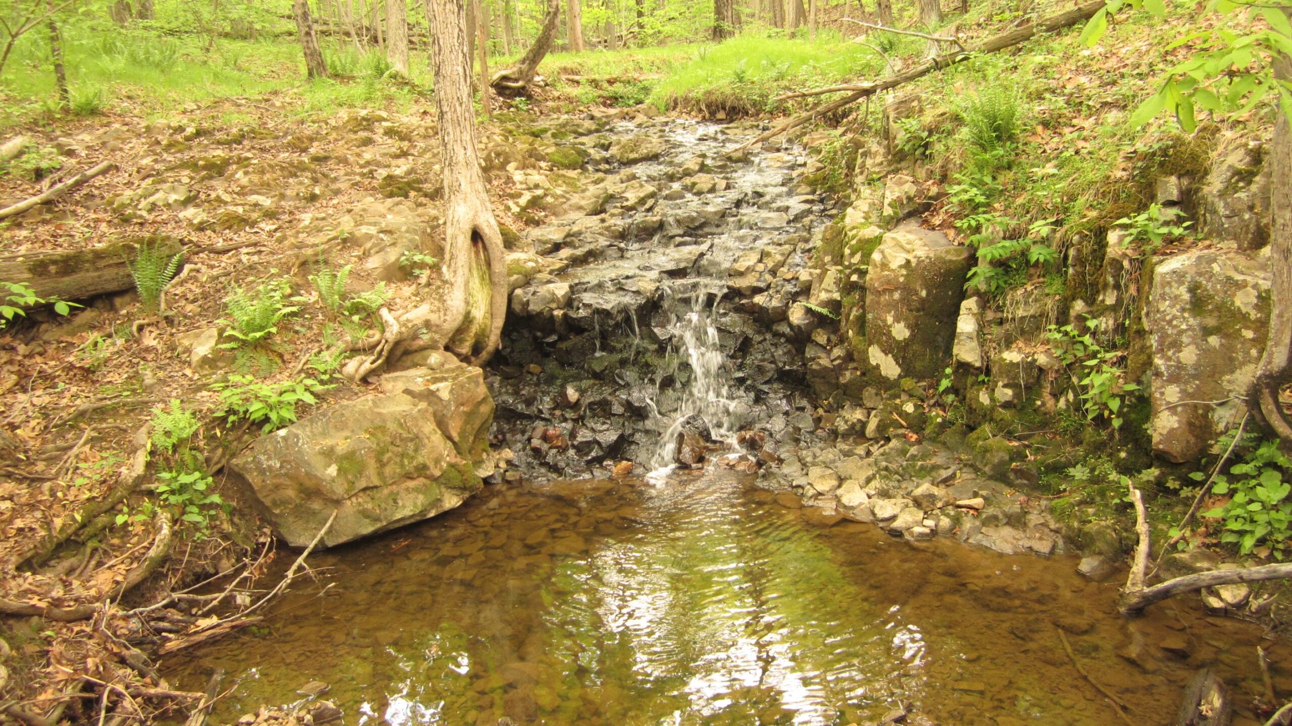 A small, serene stream flowing over rocks in a forested area, surrounded by greenery and ferns. The water pools at the base, reflecting the vibrant foliage above. Washington Valley mountain bike trail.