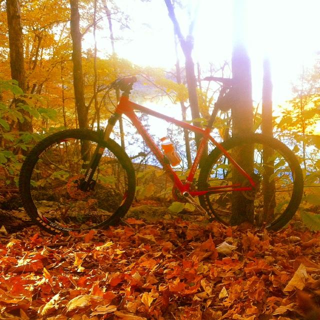 Cannondale Trail SL 29: A vibrant orange mountain bike stands on a bed of fallen leaves amidst trees with autumn foliage. The sun shines brightly in the background, reflecting off a calm body of water visible through the trees.