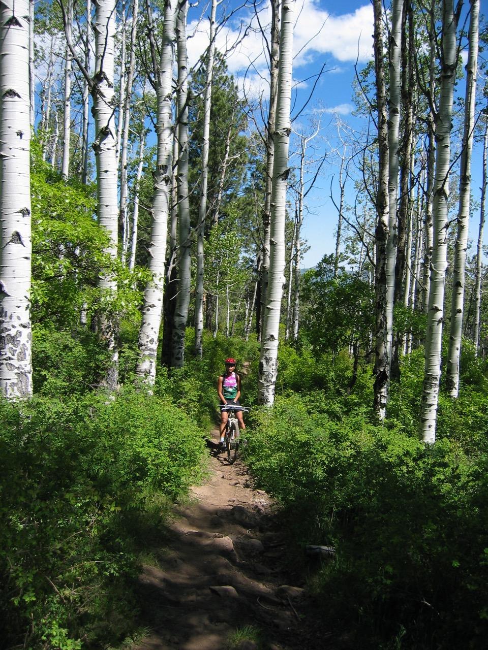 A person riding a mountain bike on a dirt trail surrounded by tall, slender white trees and lush green foliage under a bright blue sky. Dry Fork Trail mountain bike trail.
