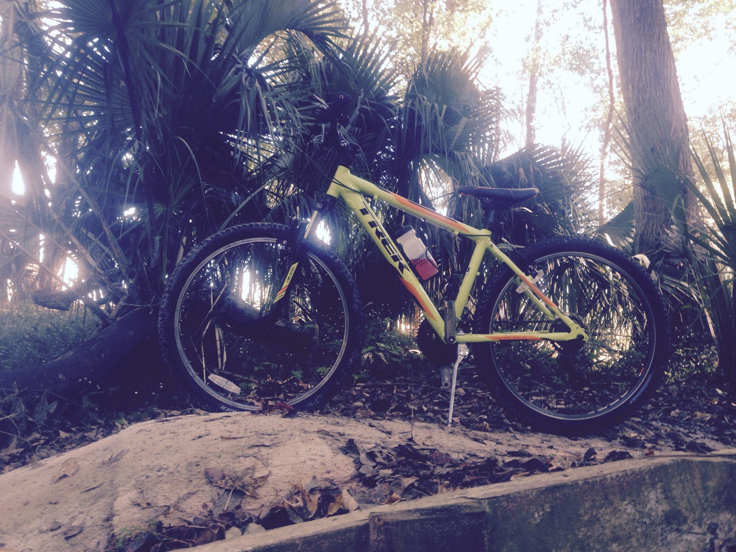 Trek 3500: A bright yellow mountain bike leaning against a tree in a lush, green forest setting, surrounded by palm leaves and fallen leaves on the ground.